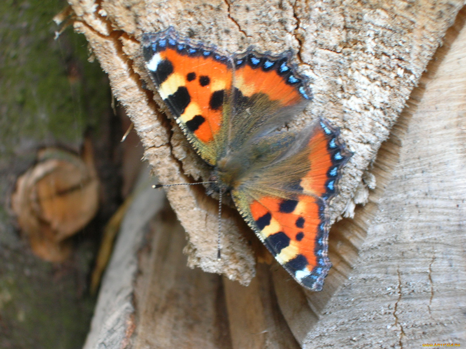 животные, бабочки