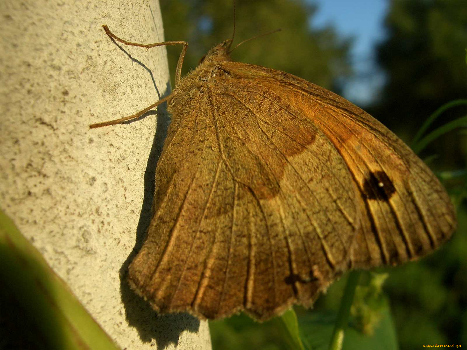 животные, бабочки