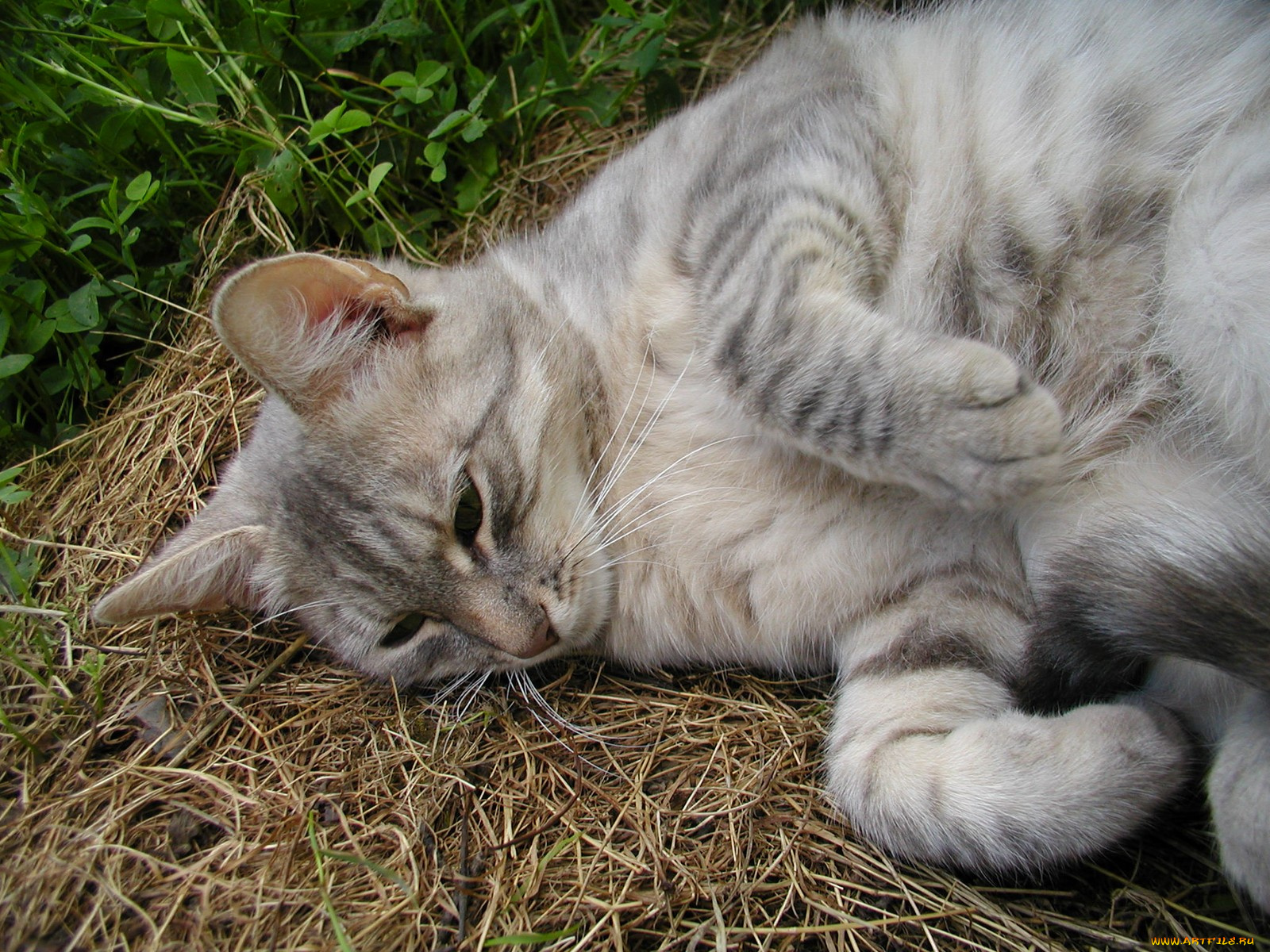 животные, коты