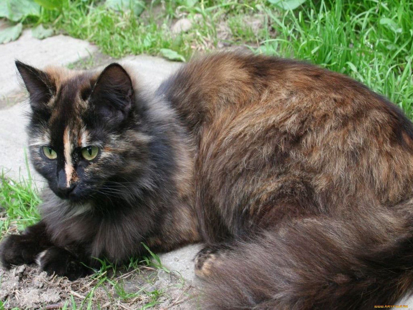 животные, коты