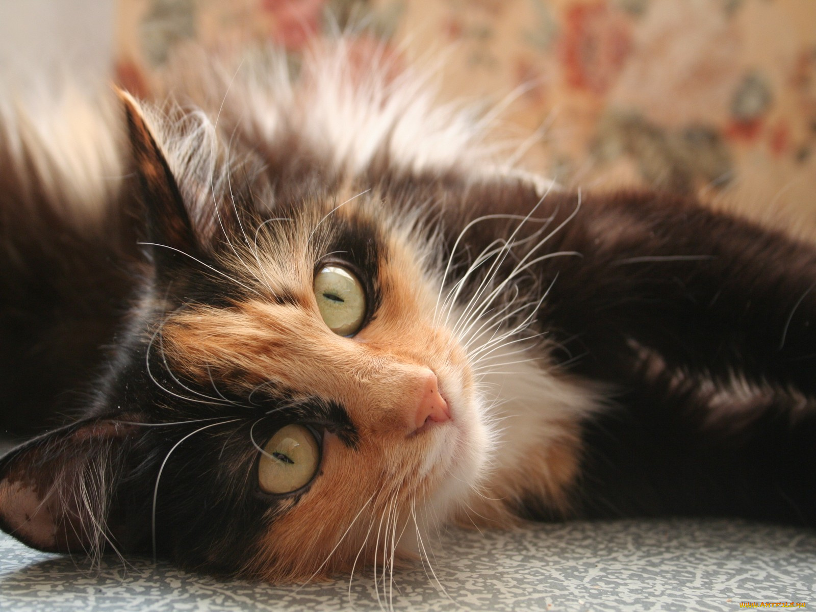 животные, коты