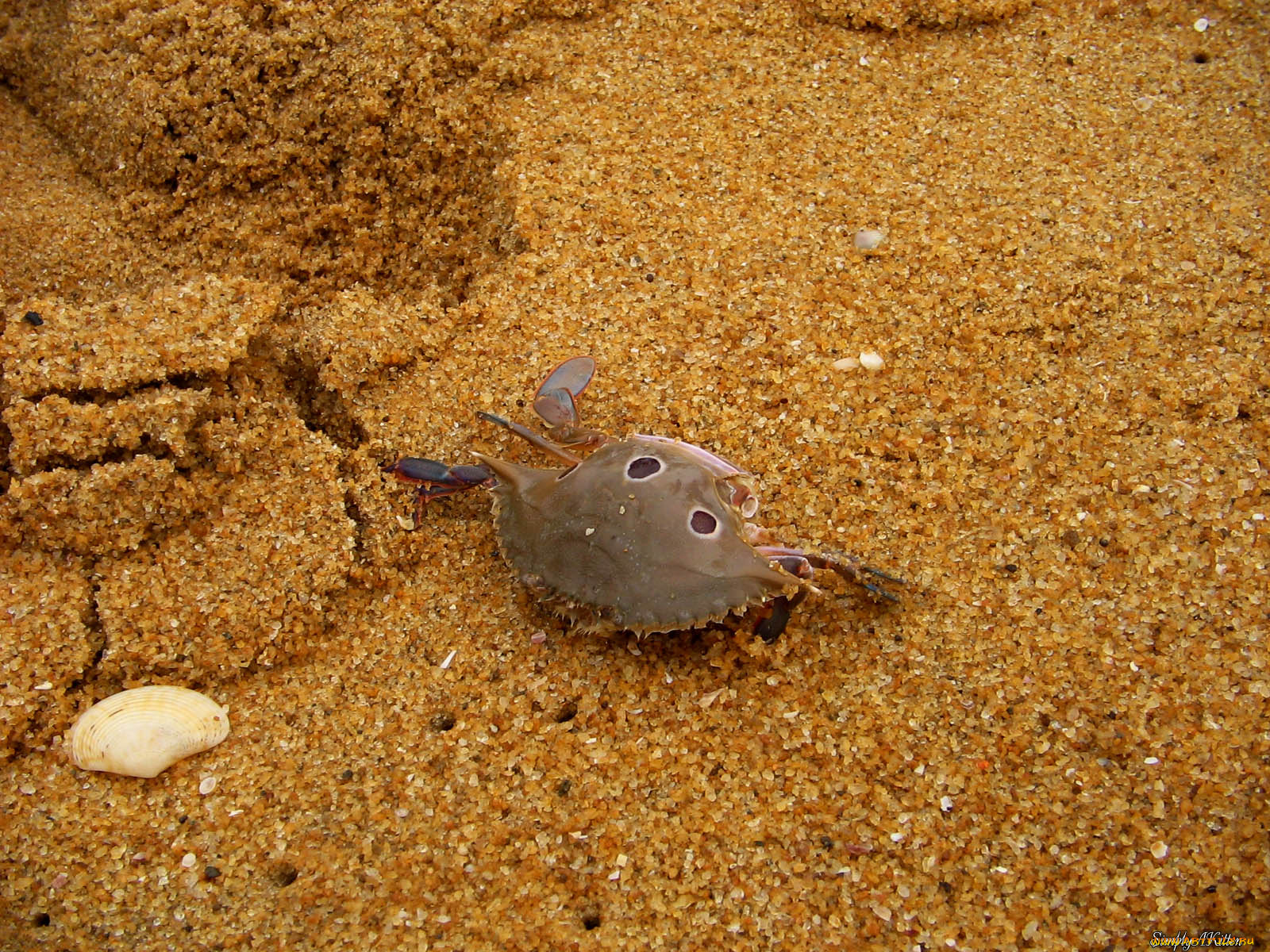 животные, крабы, раки