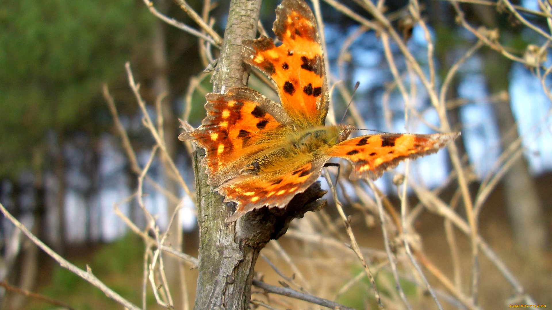 животные, бабочки
