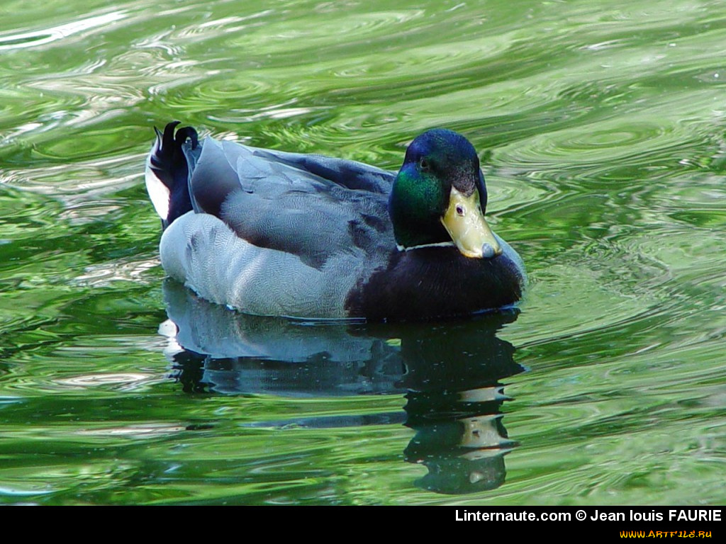животные, утки