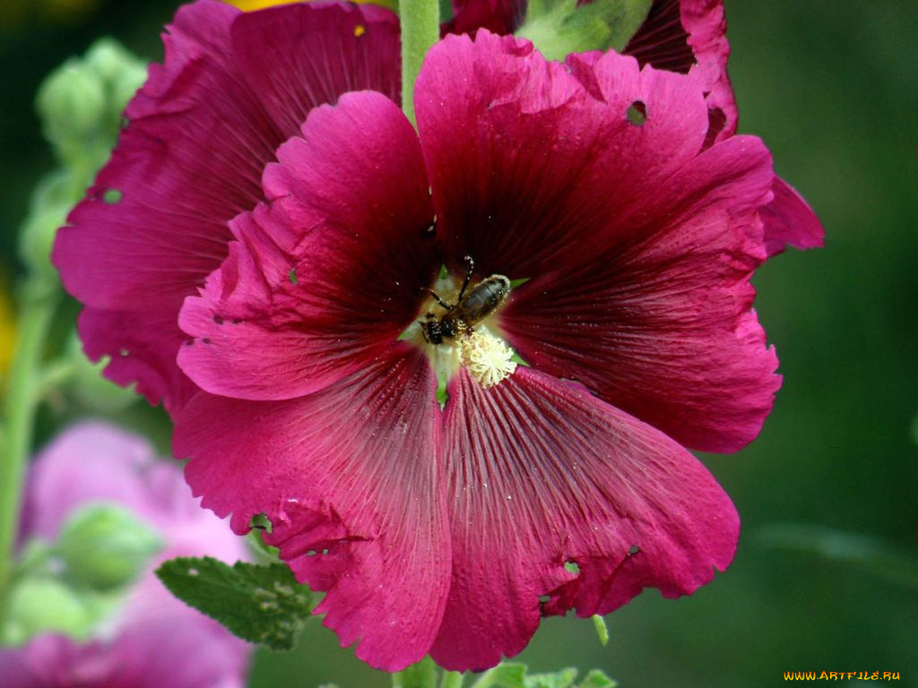 цветы, мальвы