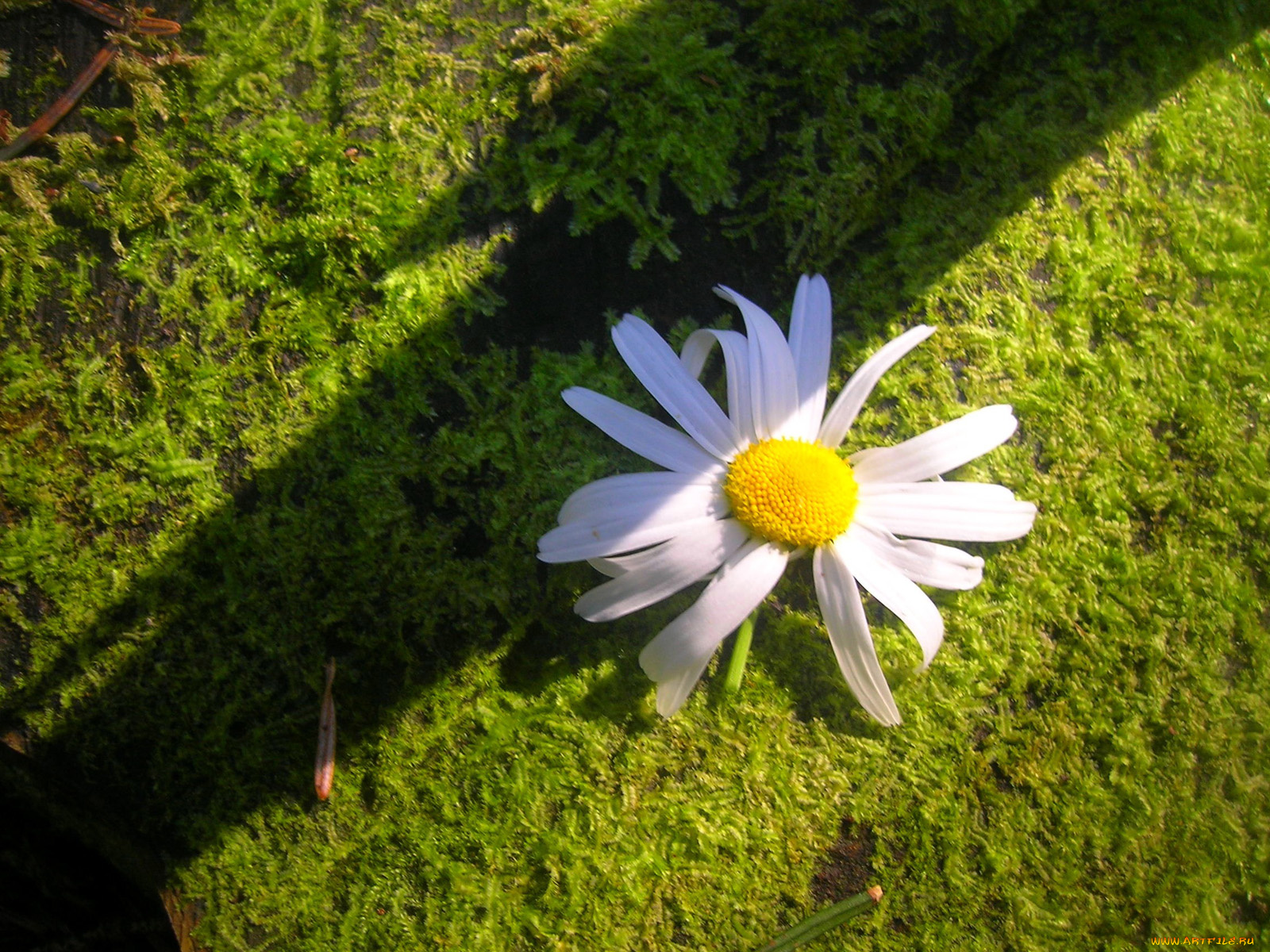 цветы, ромашки