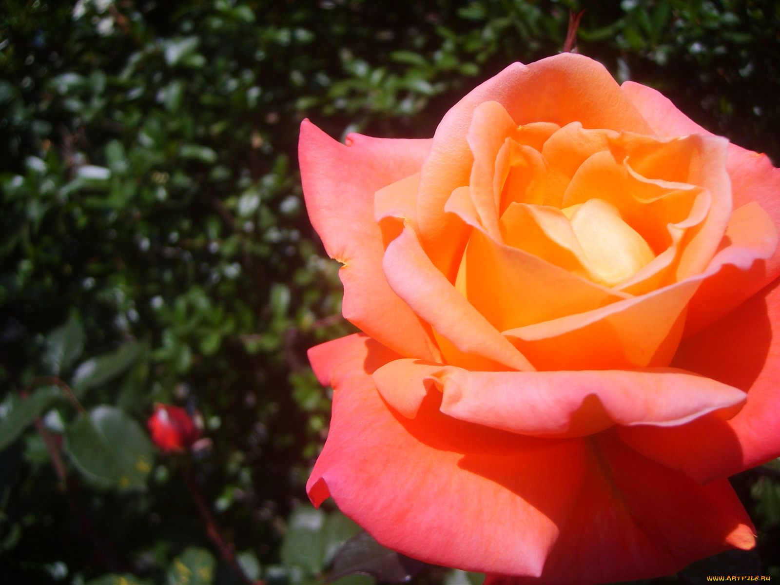 цветы, розы