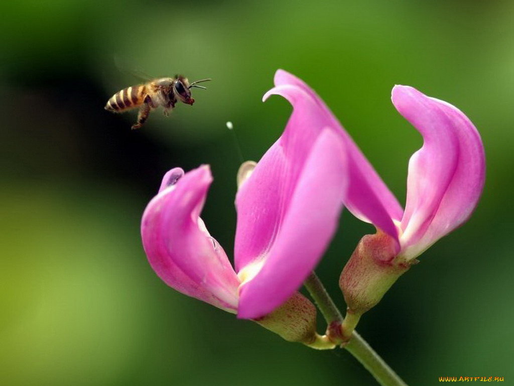 животные, пчелы, осы, шмели