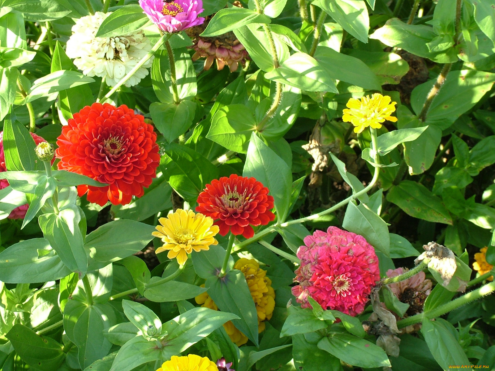 цветы, цинния