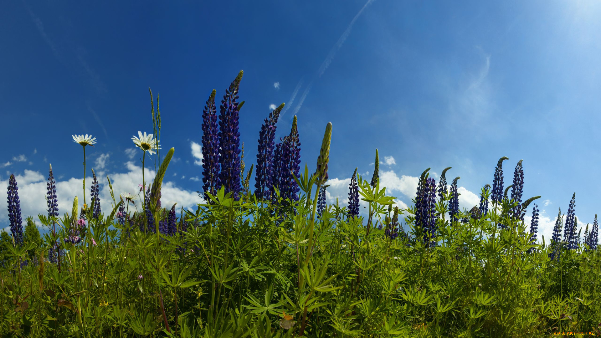 цветы, люпин