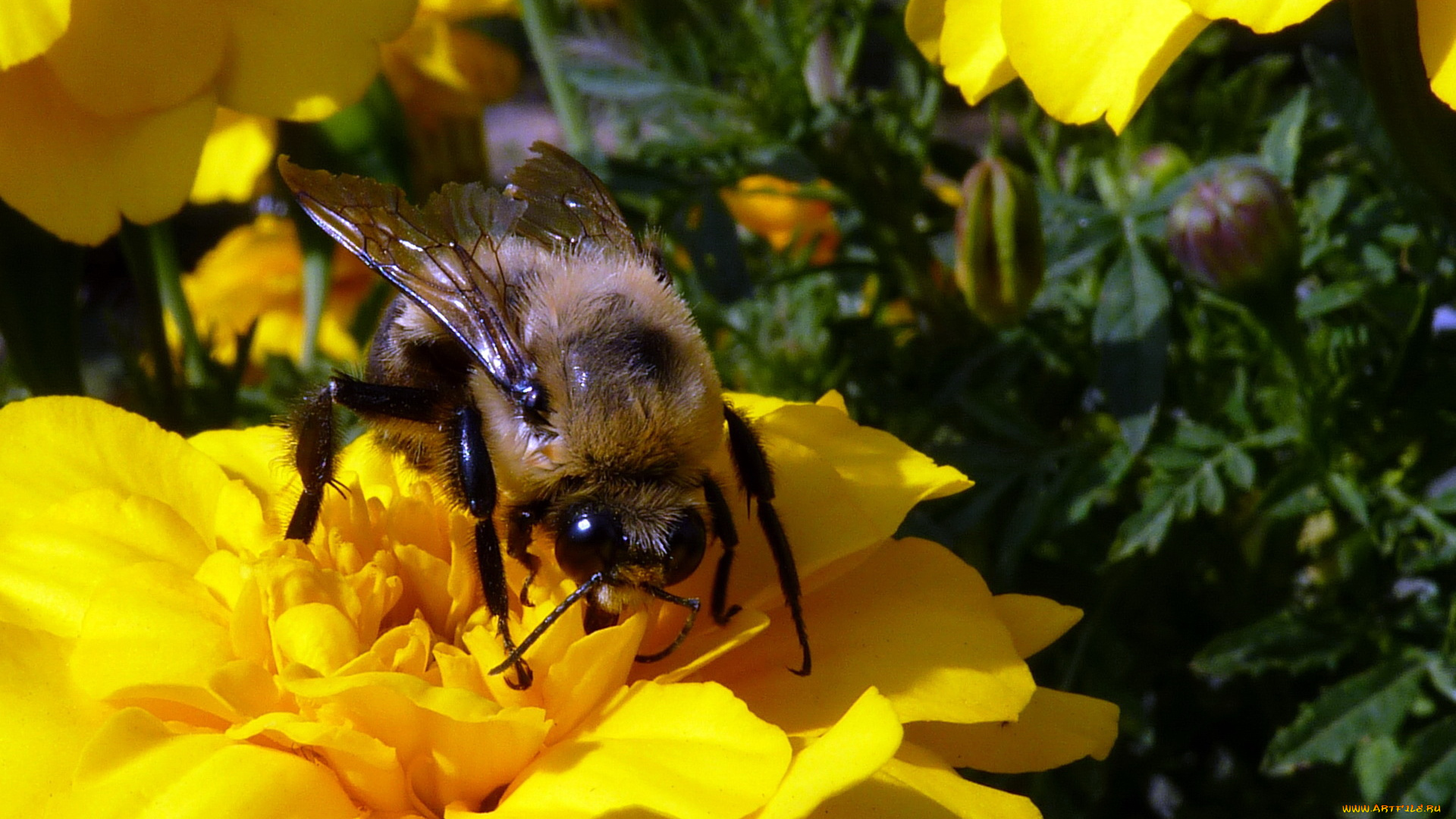 животные, пчелы, осы, шмели