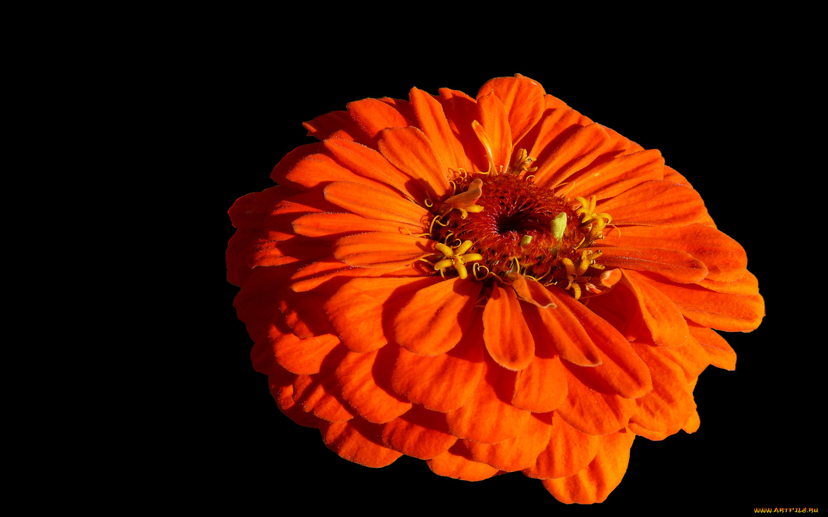 цветы, цинния, красный, тёмный