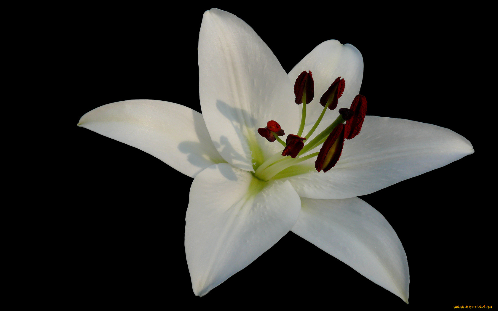 цветы, лилии, лилейники, лепестки, тёмный