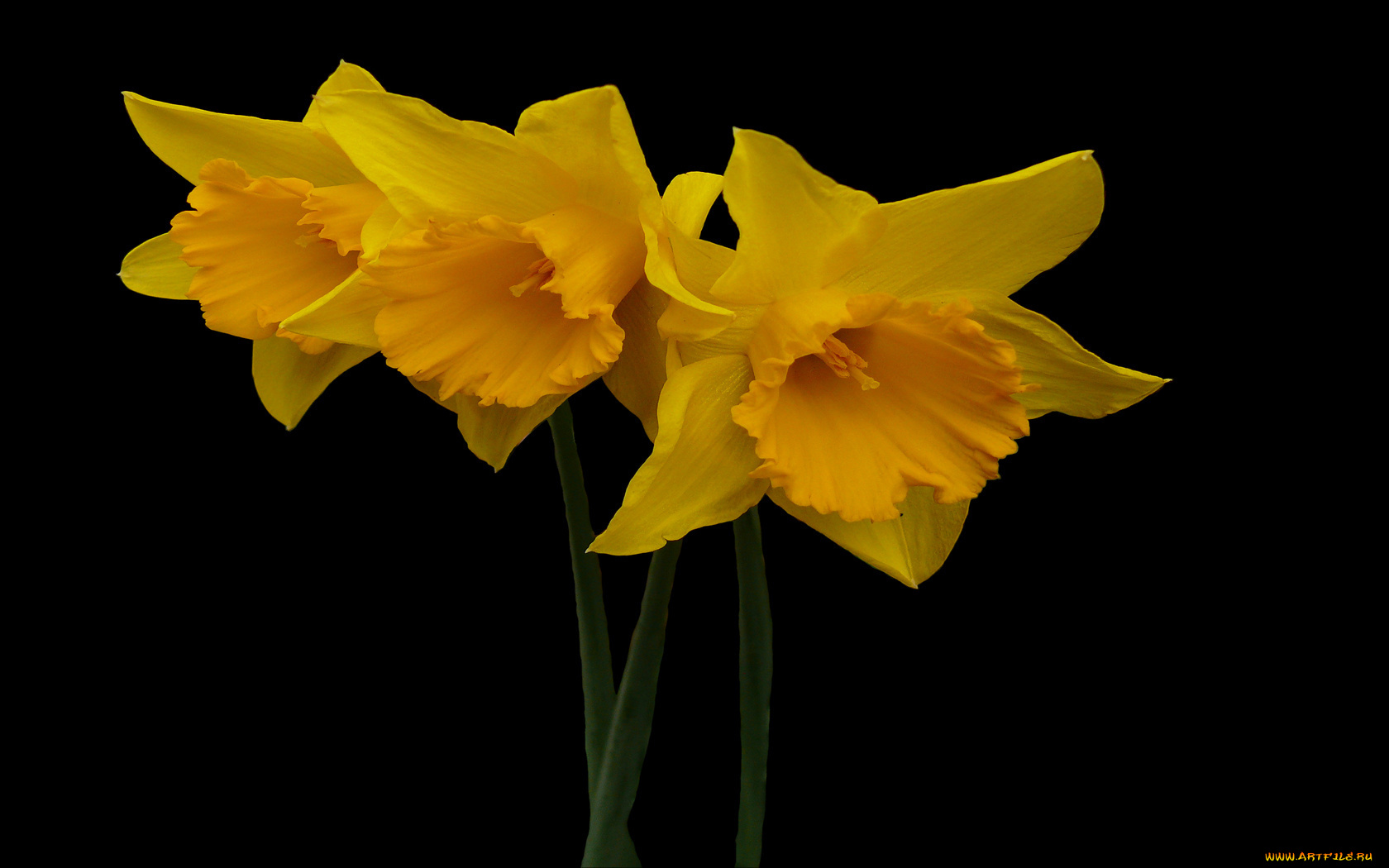цветы, нарциссы, лепестки, тёмный