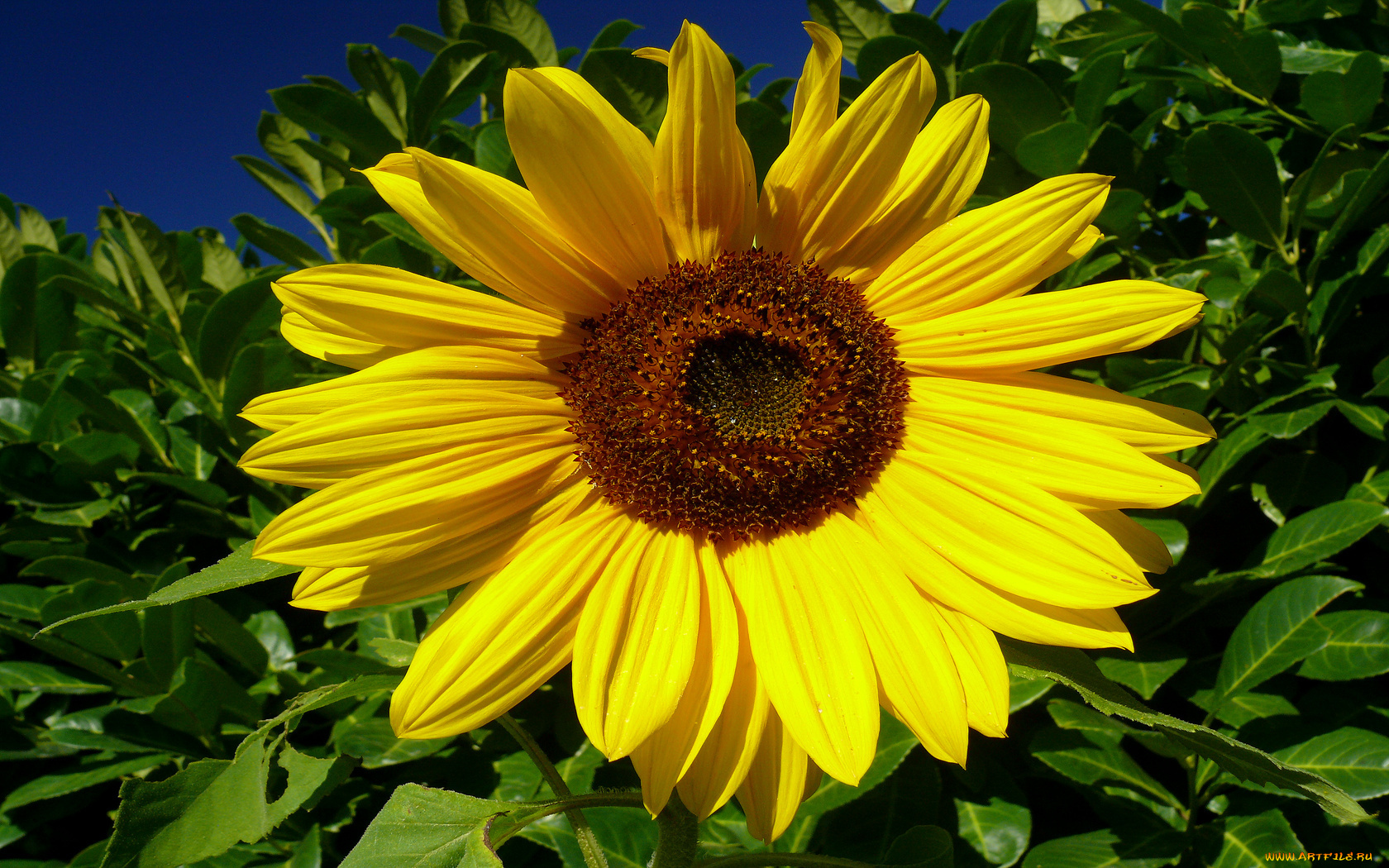 цветы, подсолнухи, лето, листья, жёлтые, лепестки