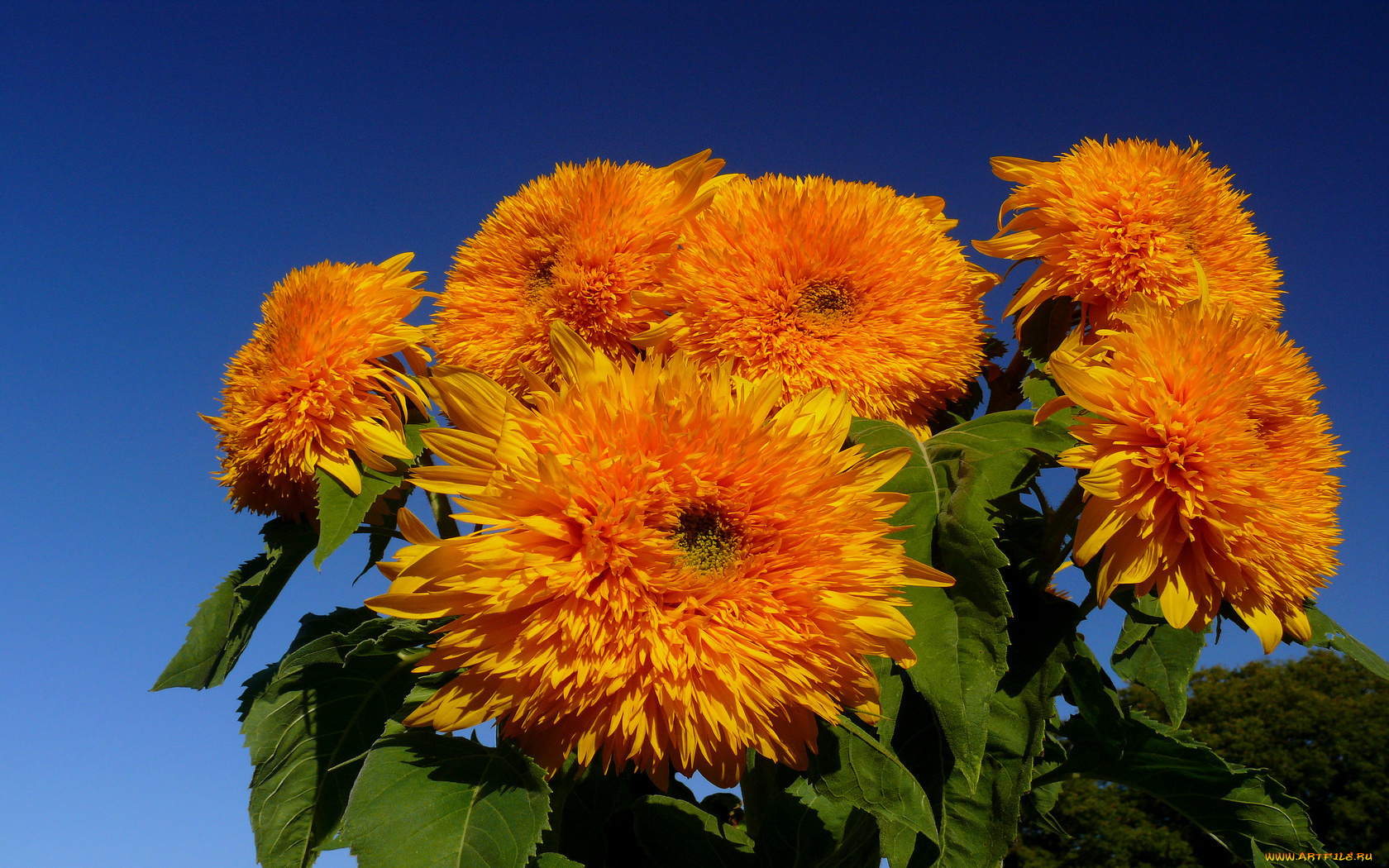 цветы, подсолнухи, много, бутоны