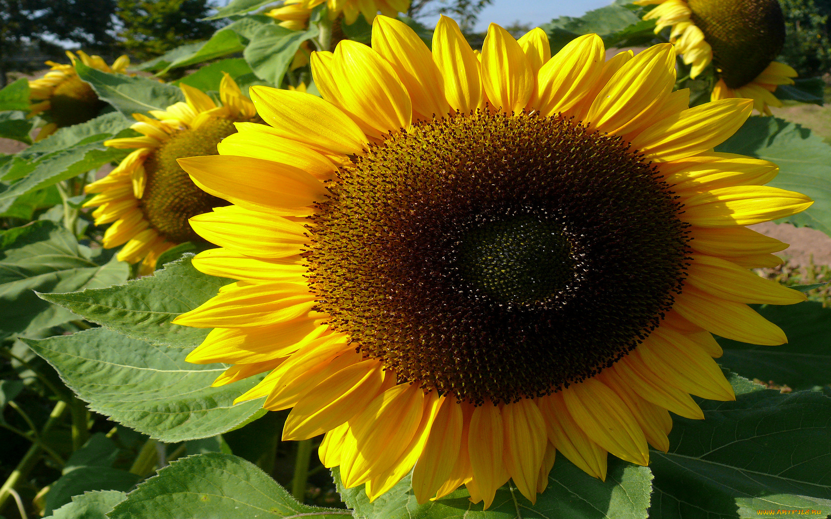 цветы, подсолнухи, жёлтый