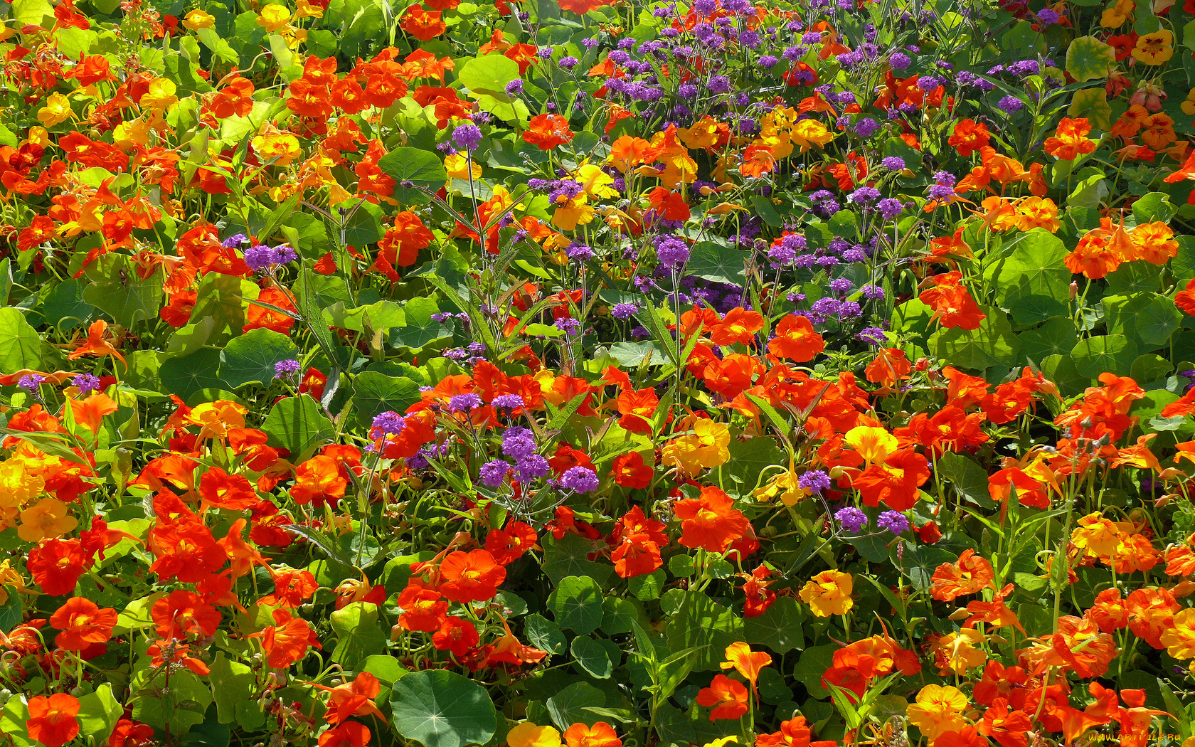 цветы, разные, вместе, лепестки, листья, много