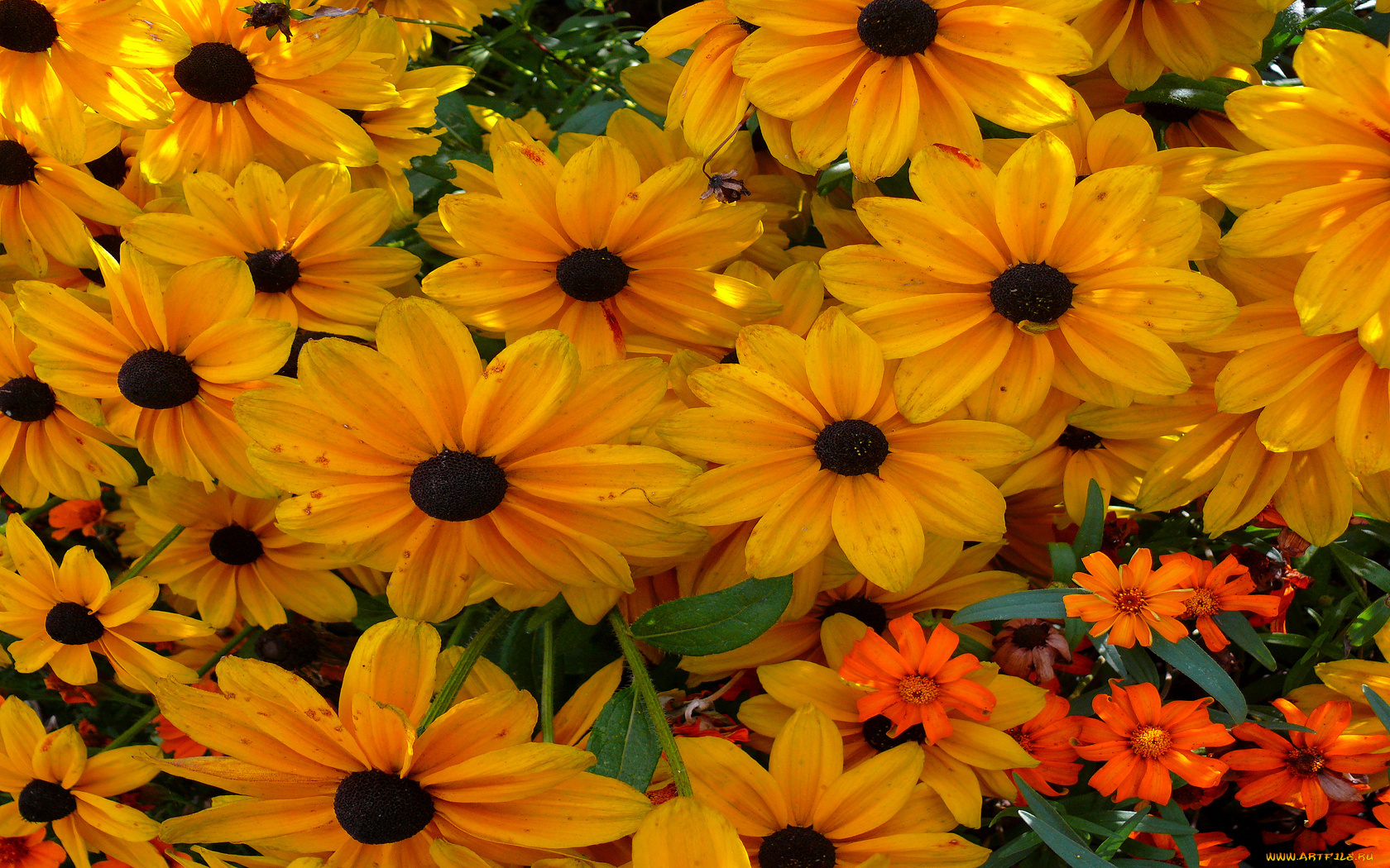 цветы, рудбекия, лепестки, много