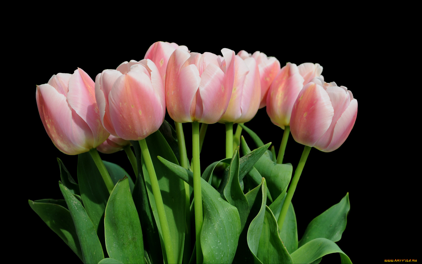 цветы, тюльпаны, тёмный, лепестки