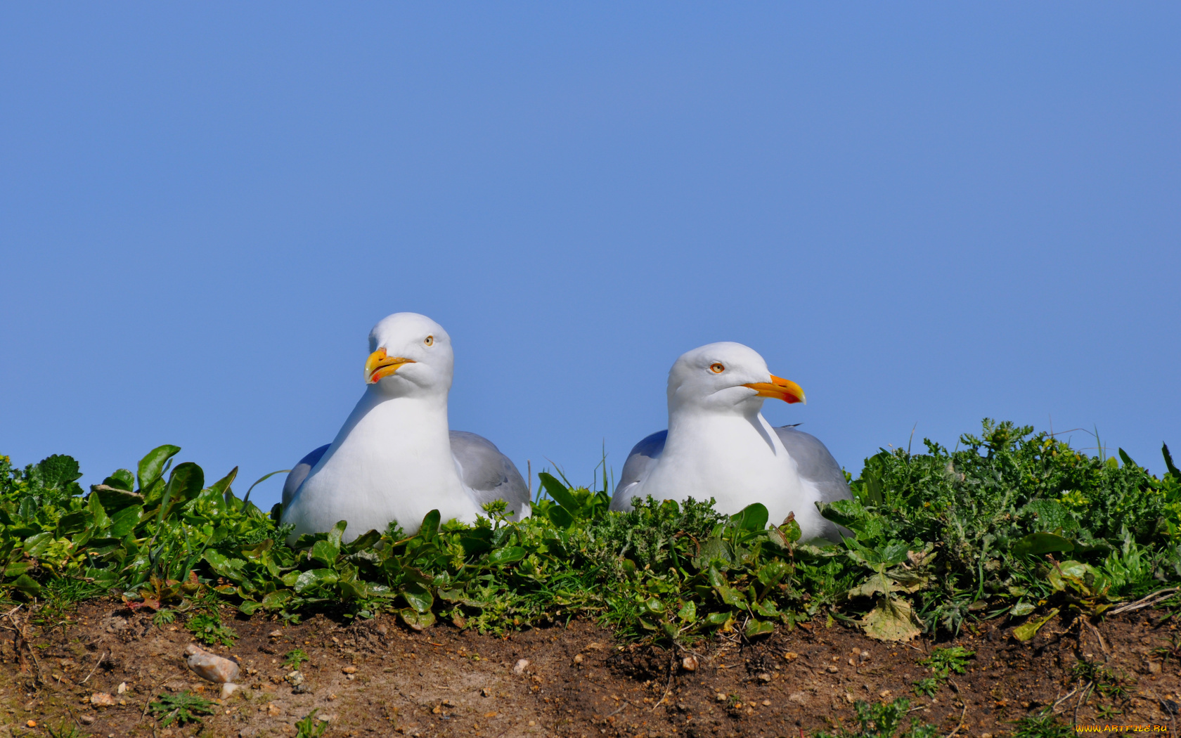животные, Чайки, бакланы, крачки, трава, лето