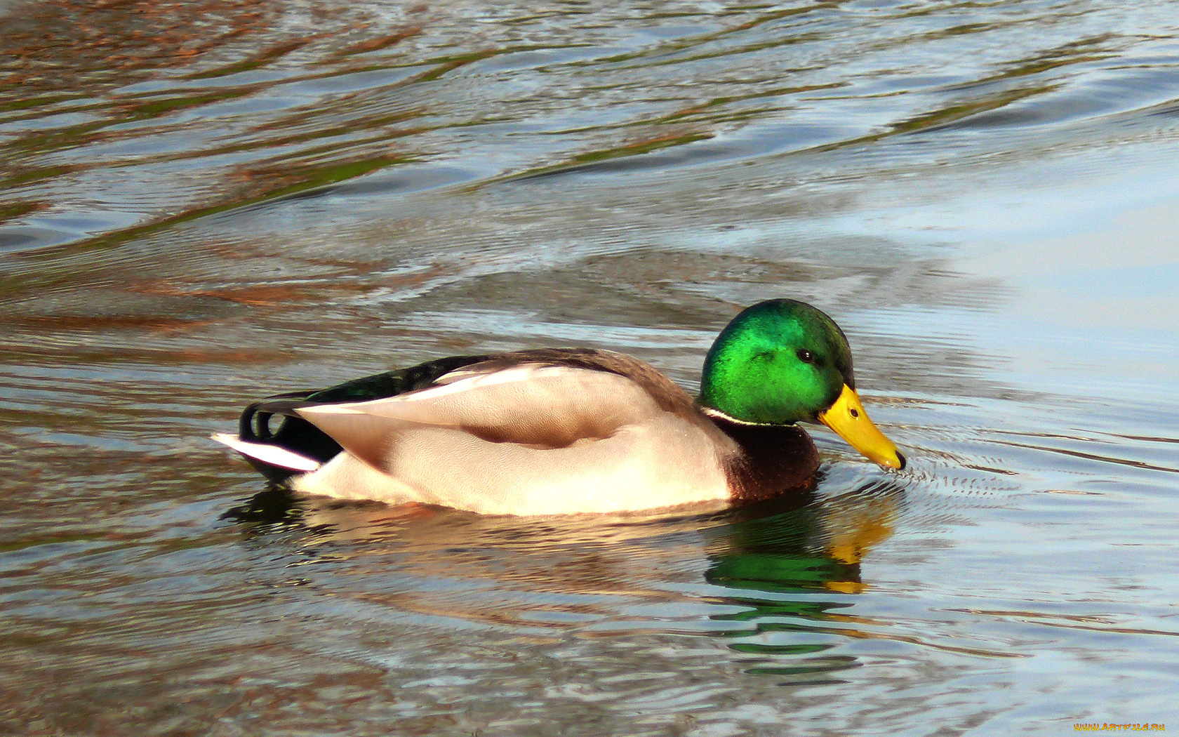 животные, утки, вода, водные, процедуры