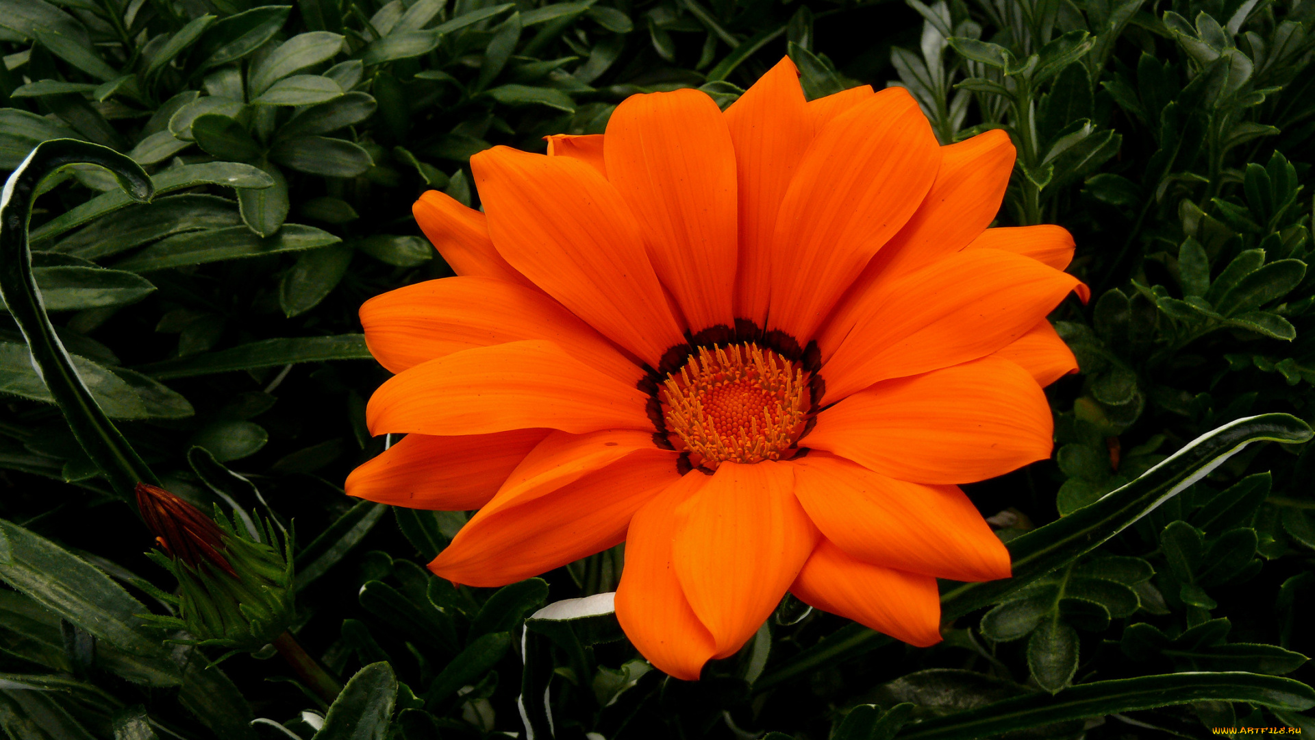 цветы, газания, тёмный