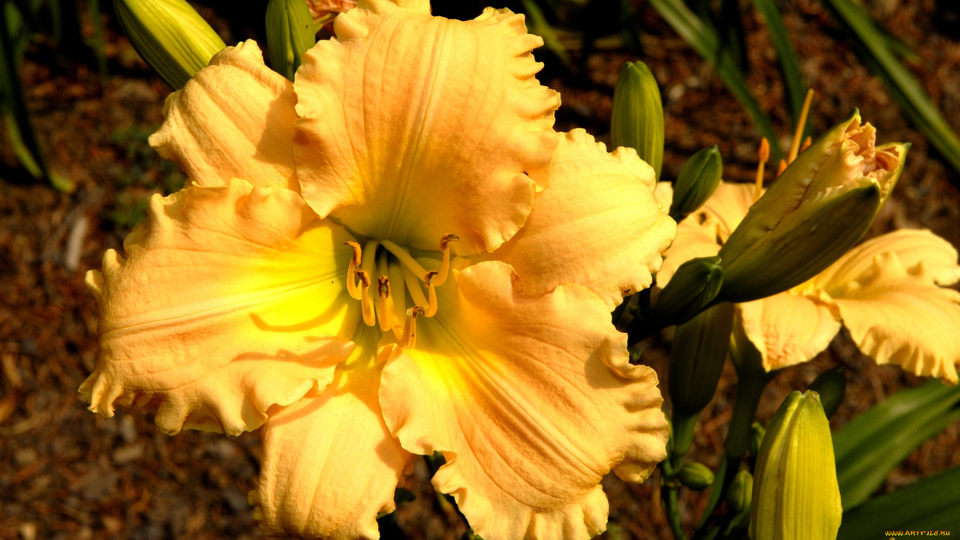 цветы, лилии, лилейники, желтый, большой