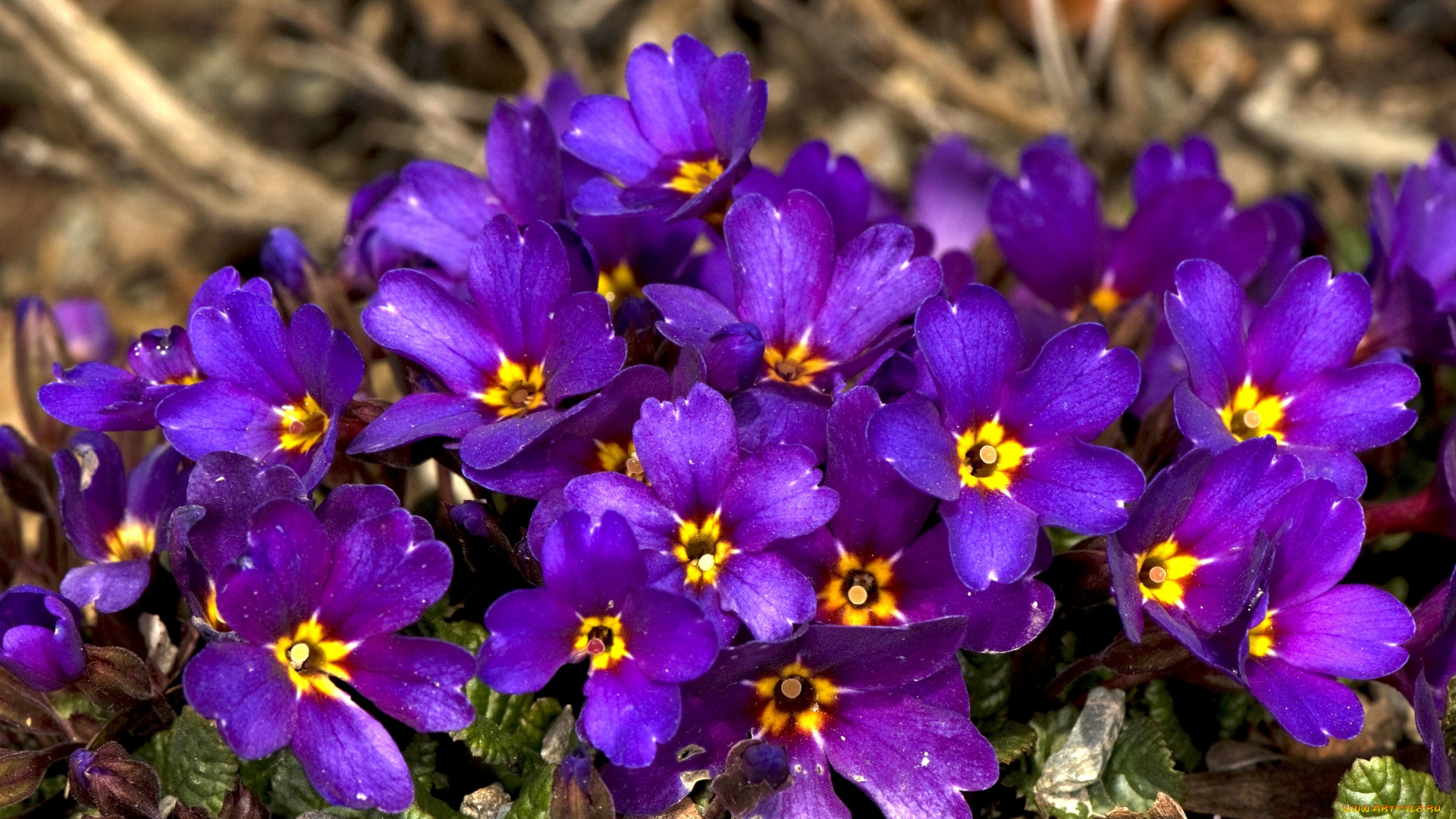 цветы, примулы, примула, много, фиолетовый