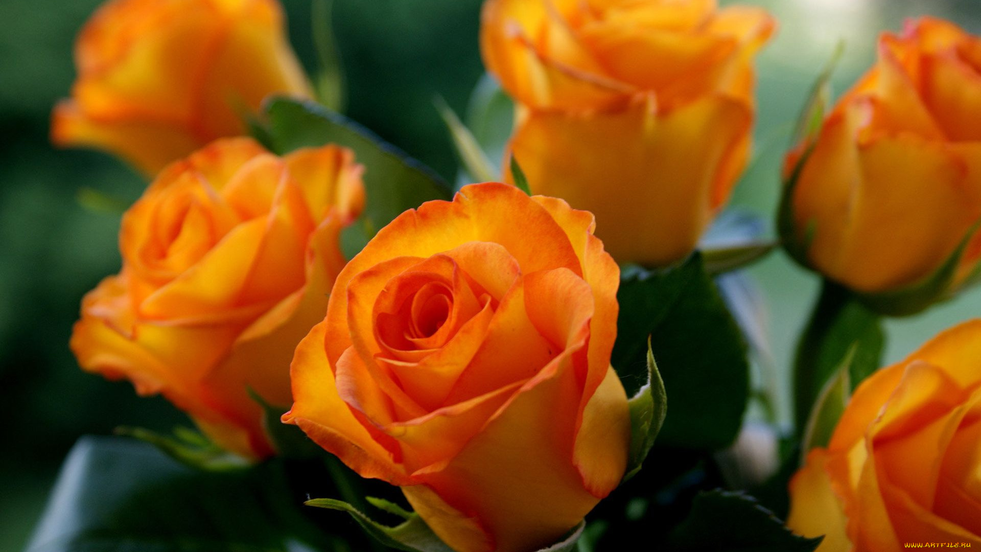 цветы, розы, бутоны