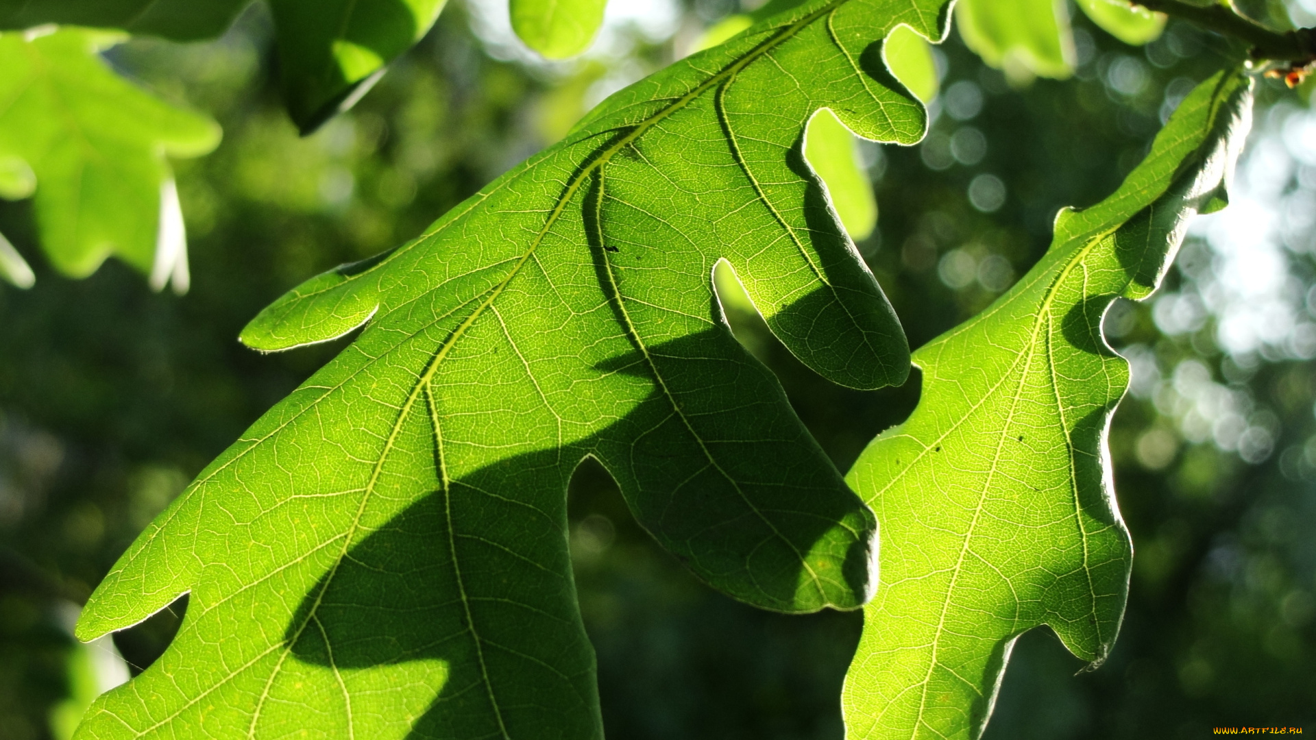 природа, листья, дубовый, зеленый