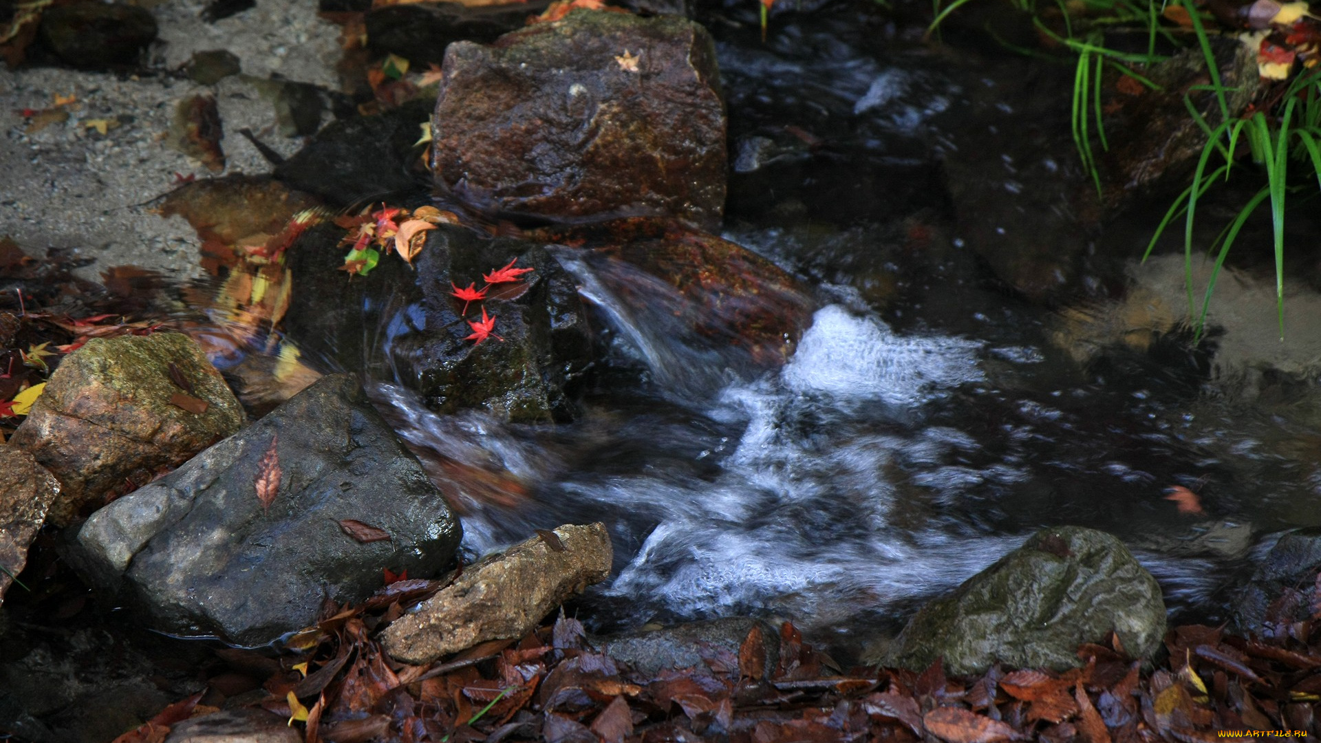 природа, реки, озера, камни, вода, листья
