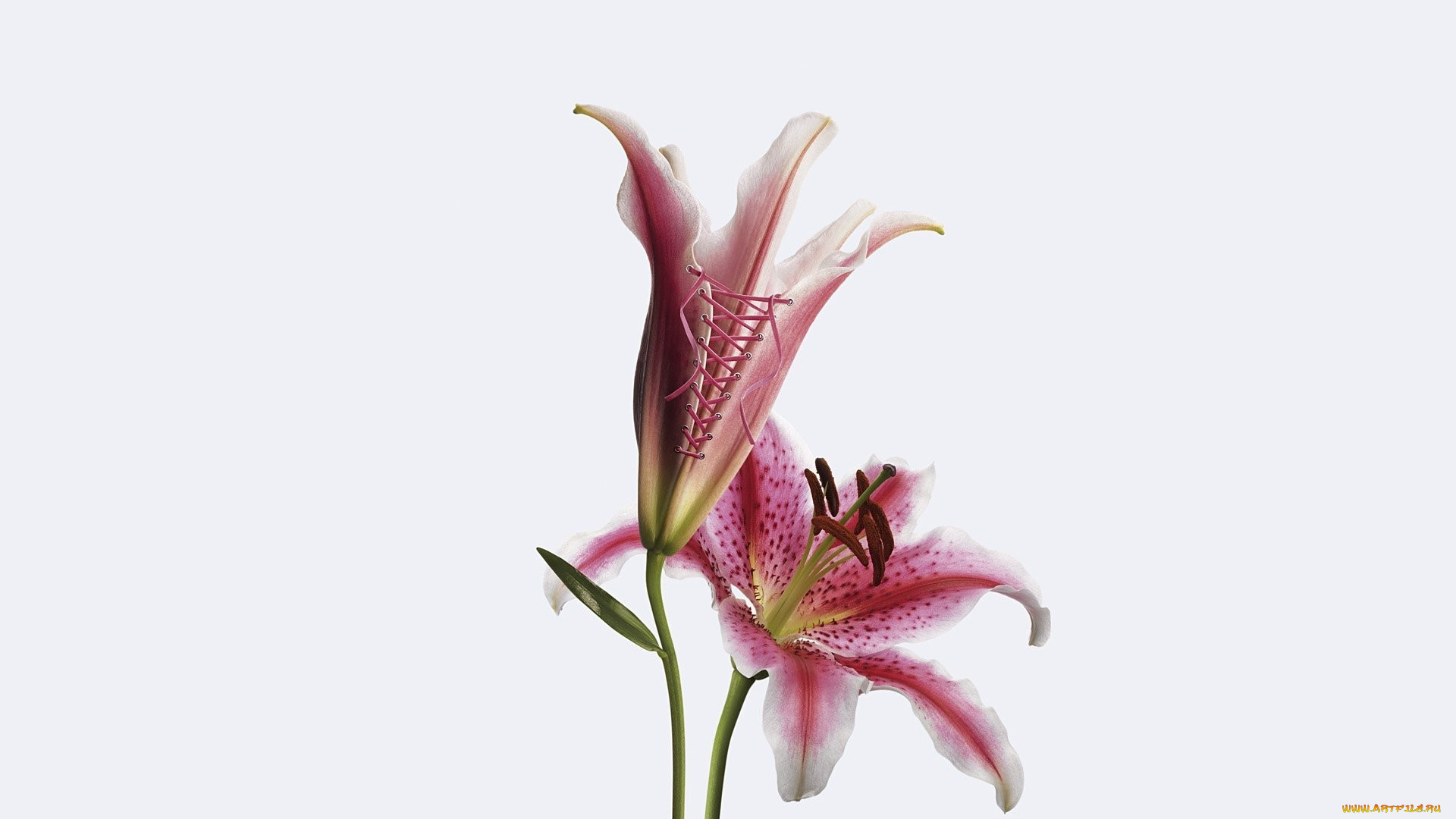 разное, компьютерный, дизайн, лилии, шнуровка