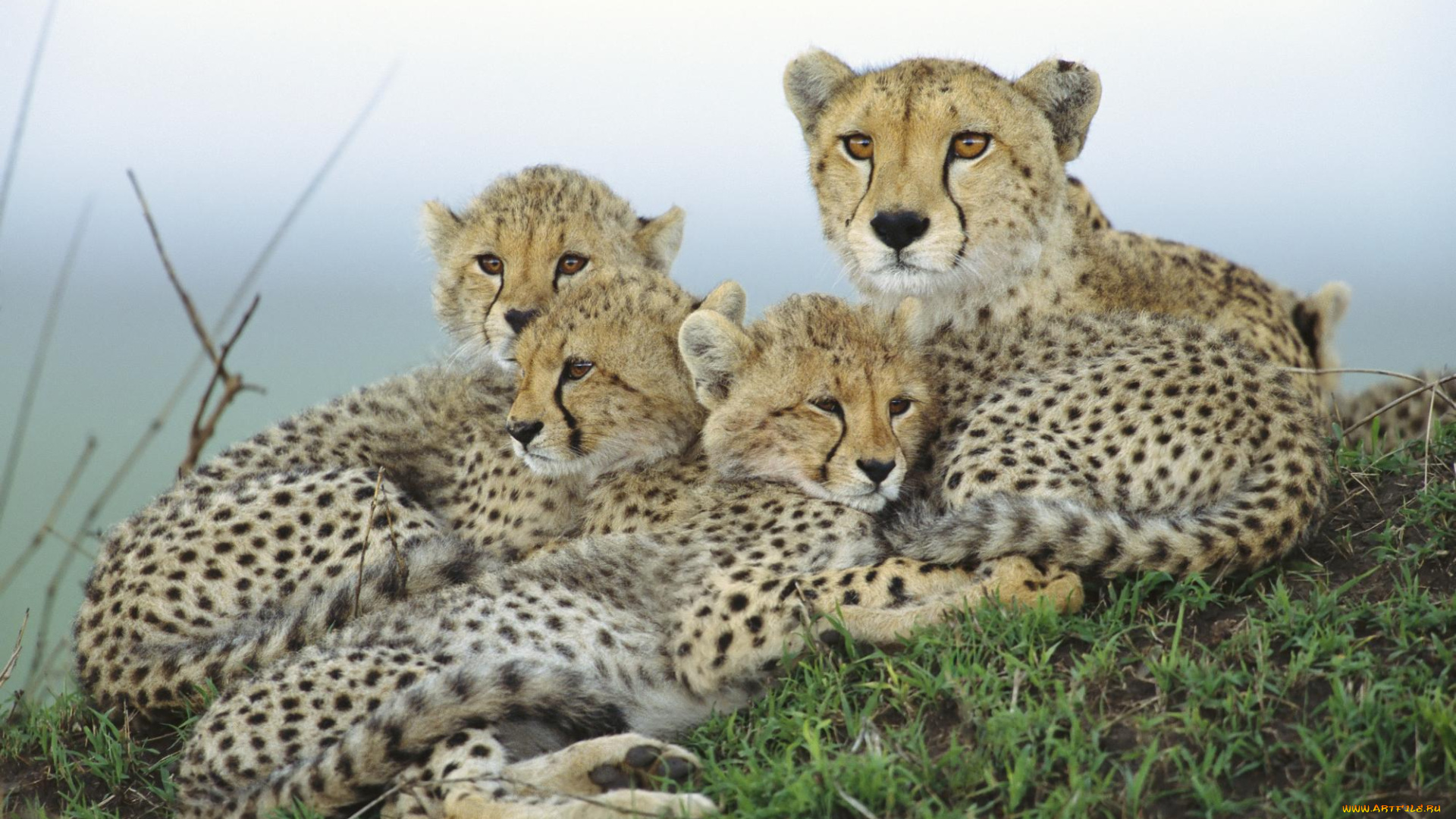 животные, гепарды, семейка