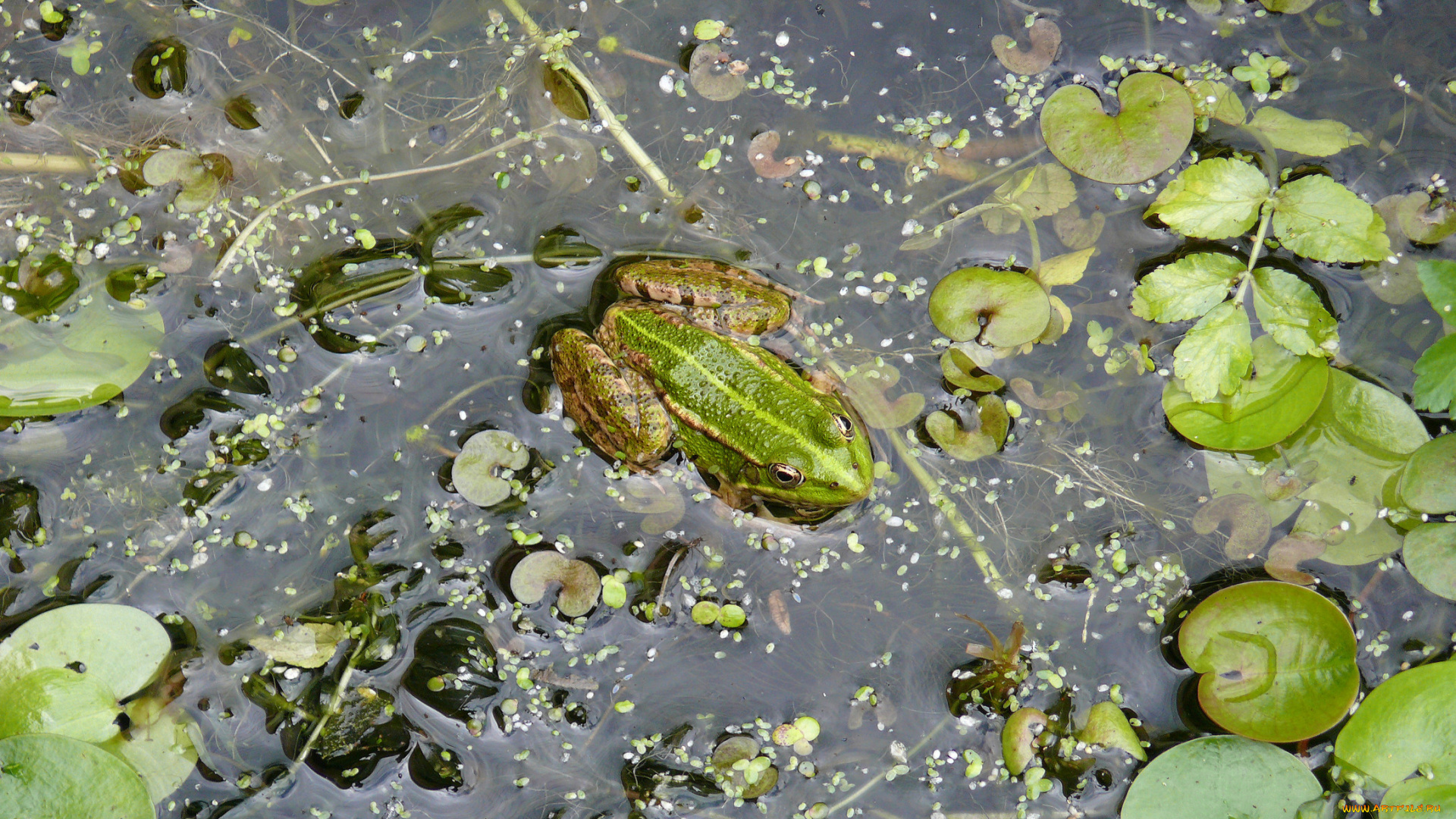 животные, лягушки, трава, лужа, вода