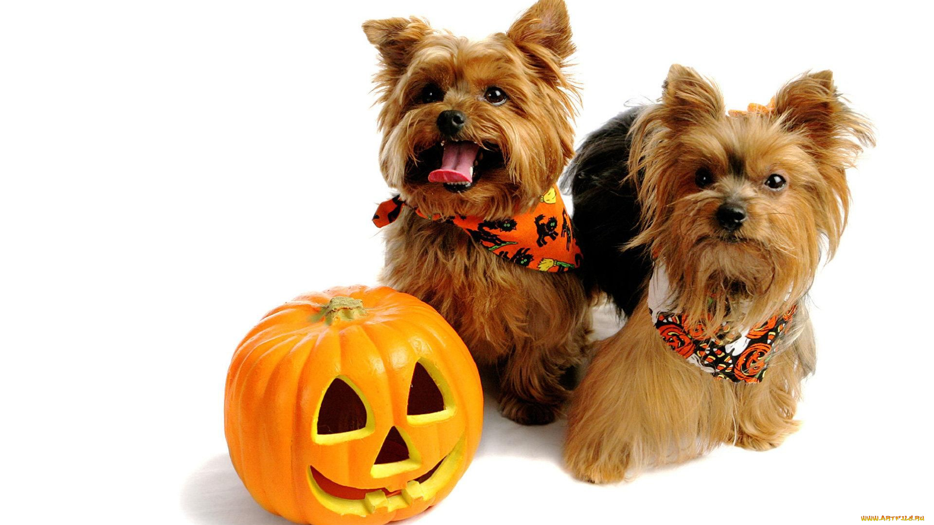 животные, собаки, тыква, хэллоуин