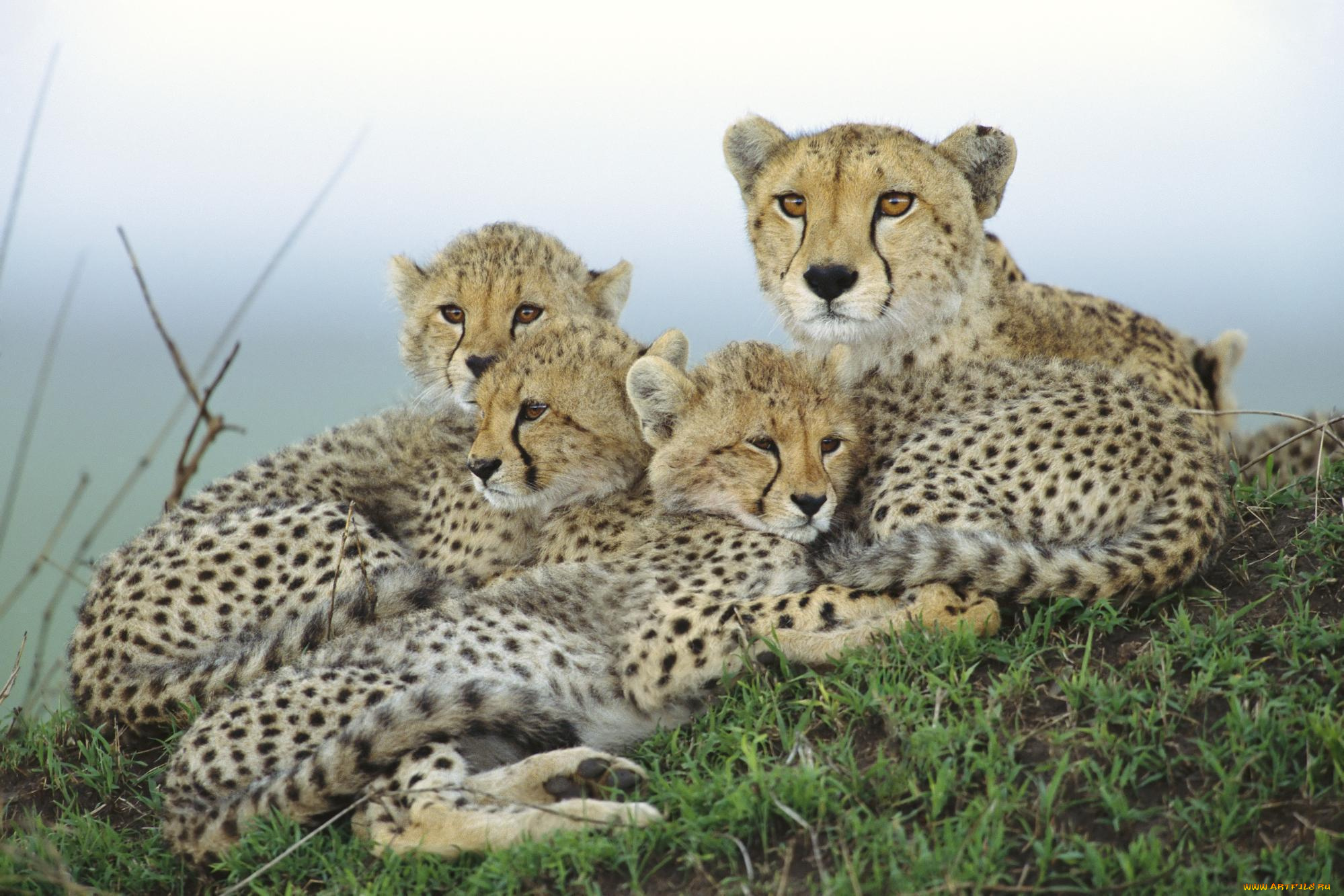 животные, гепарды, семейка