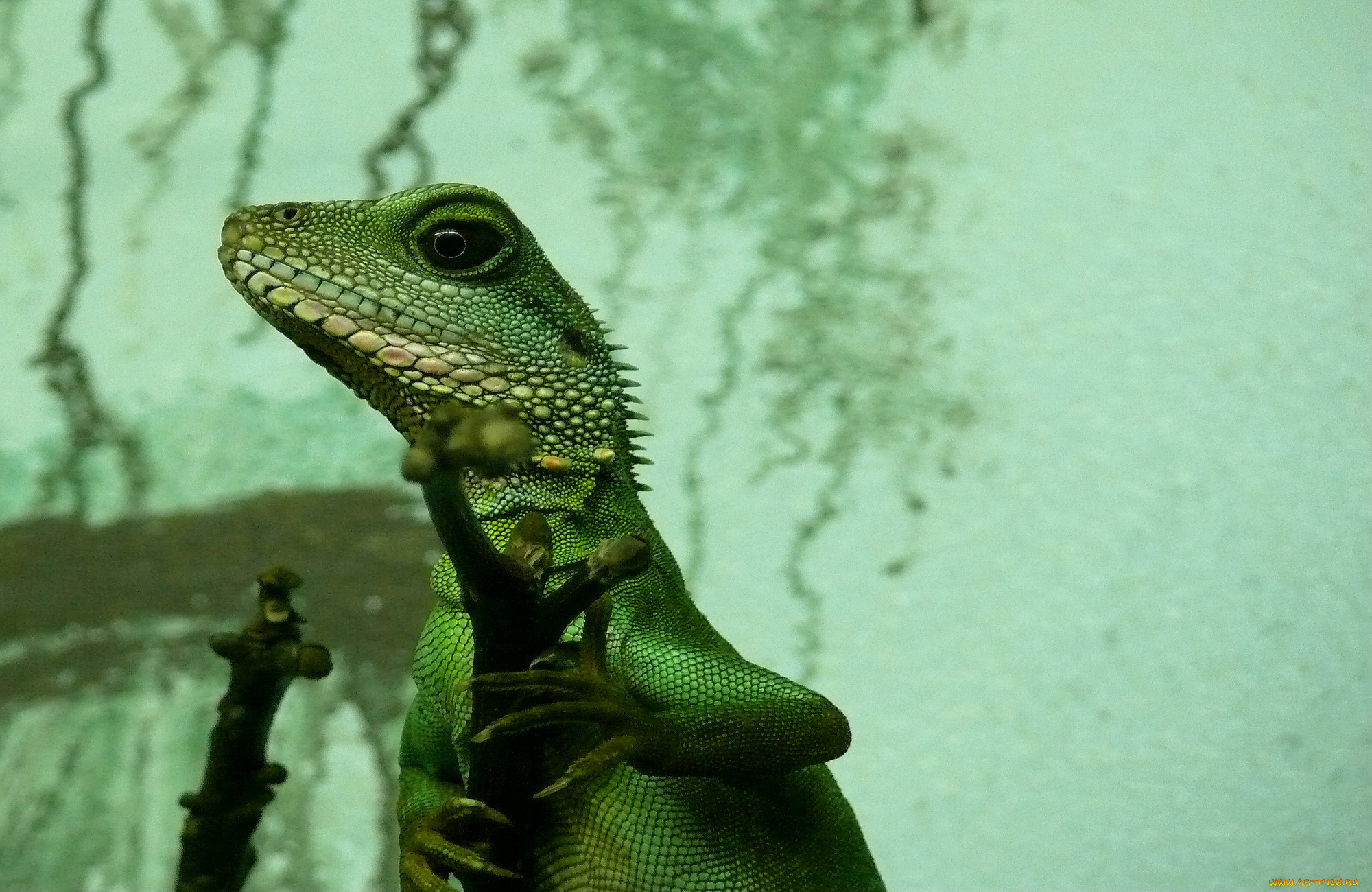 животные, Ящерицы, игуаны, вараны, зелёный