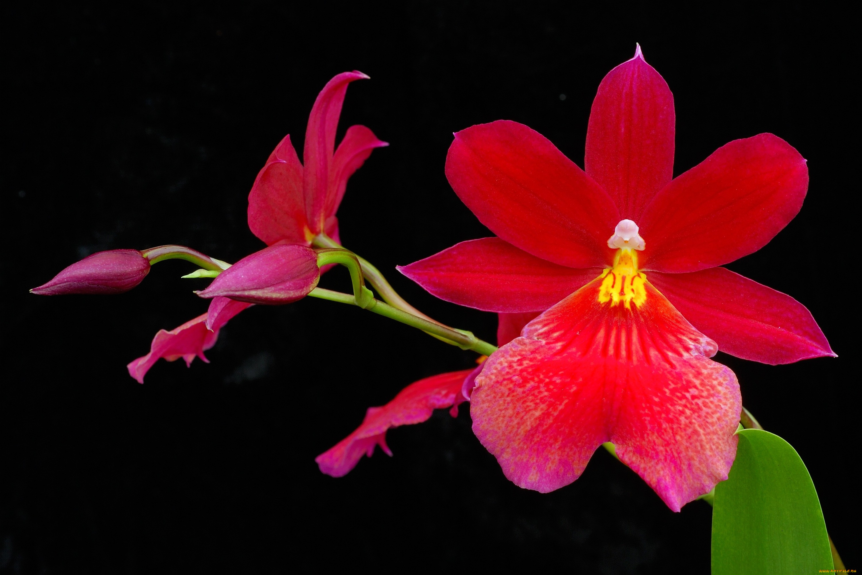 цветы, орхидеи, красный, яркий