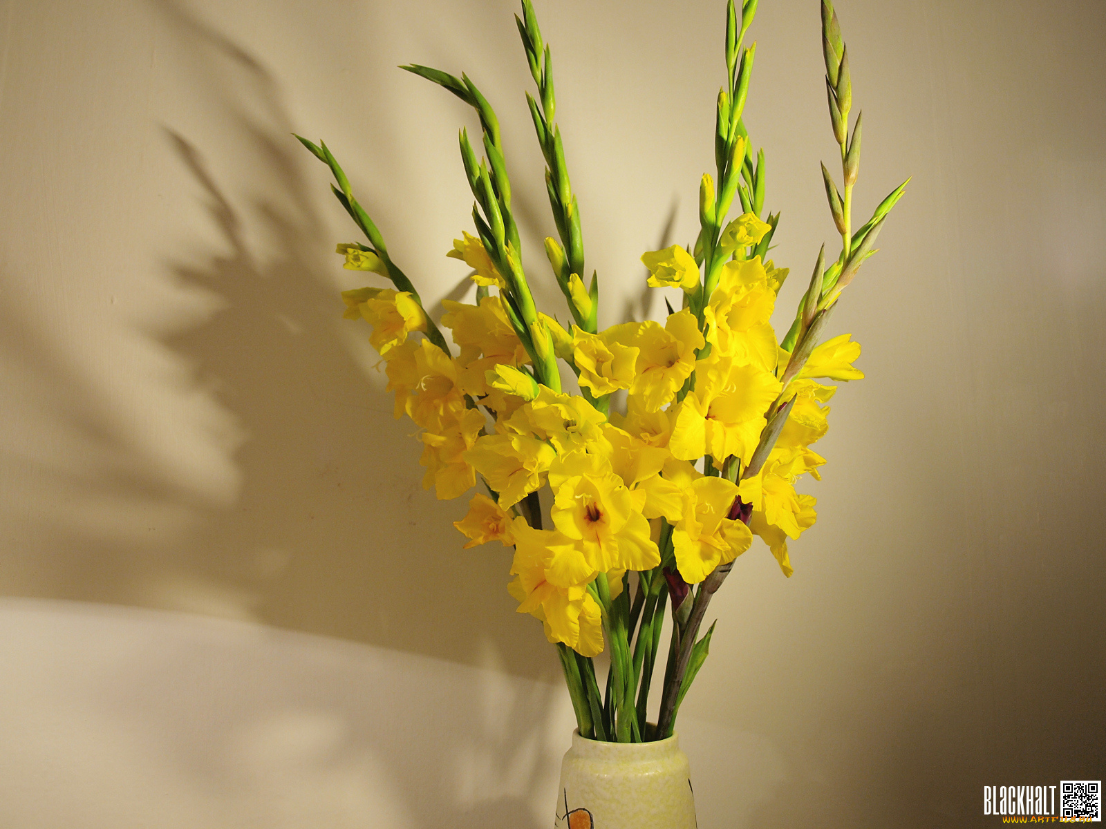 цветы, гладиолусы, букет