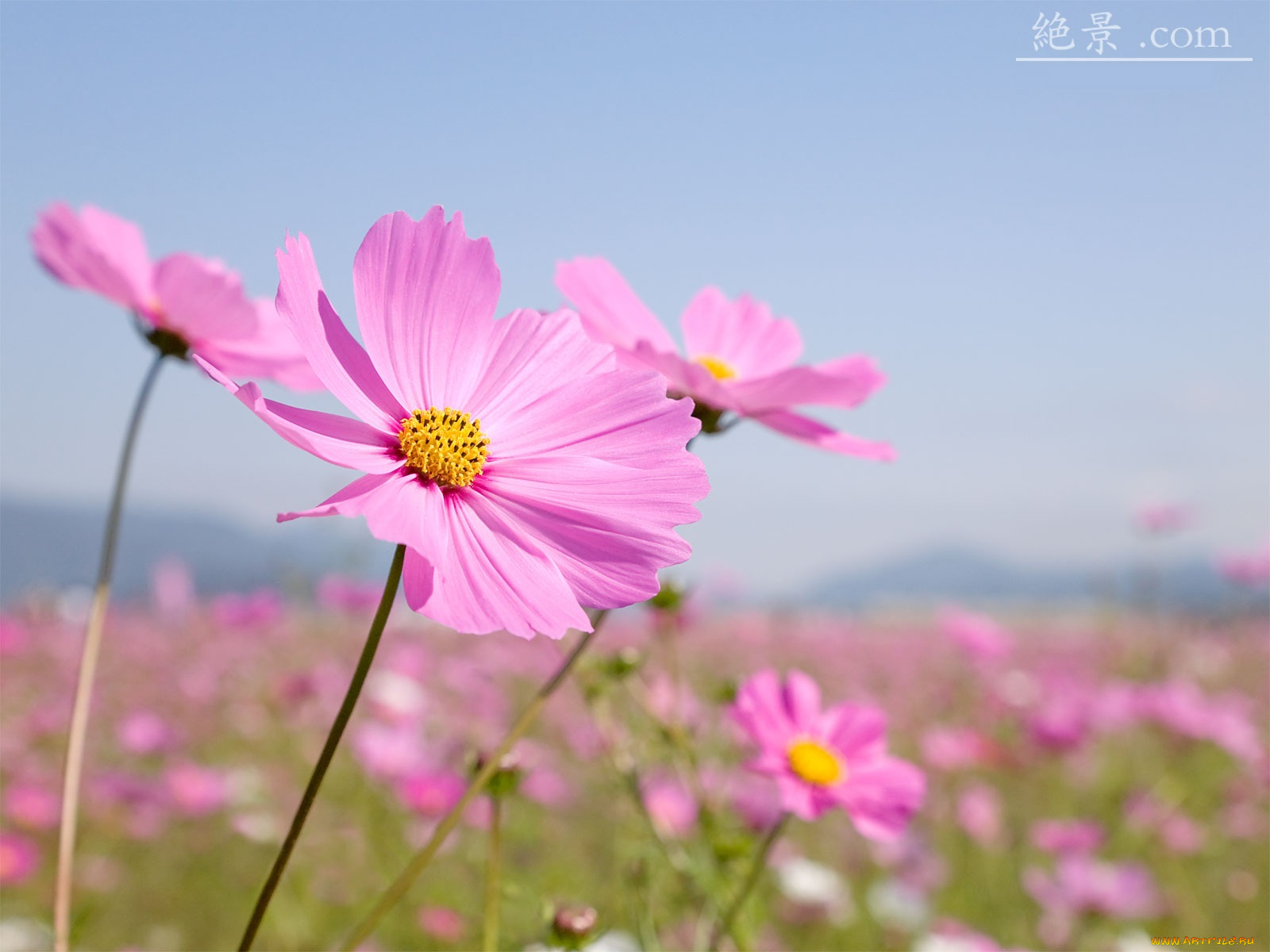 цветы, космея, лепестки