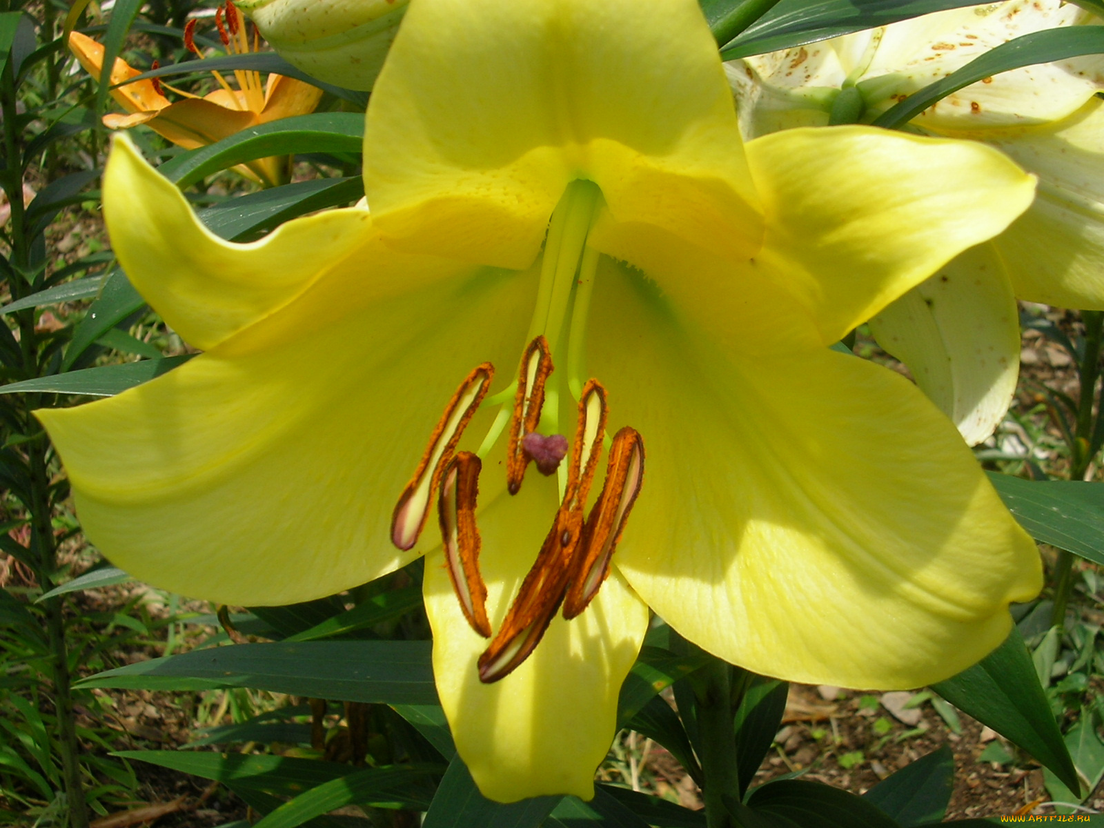 цветы, лилии, лилейники