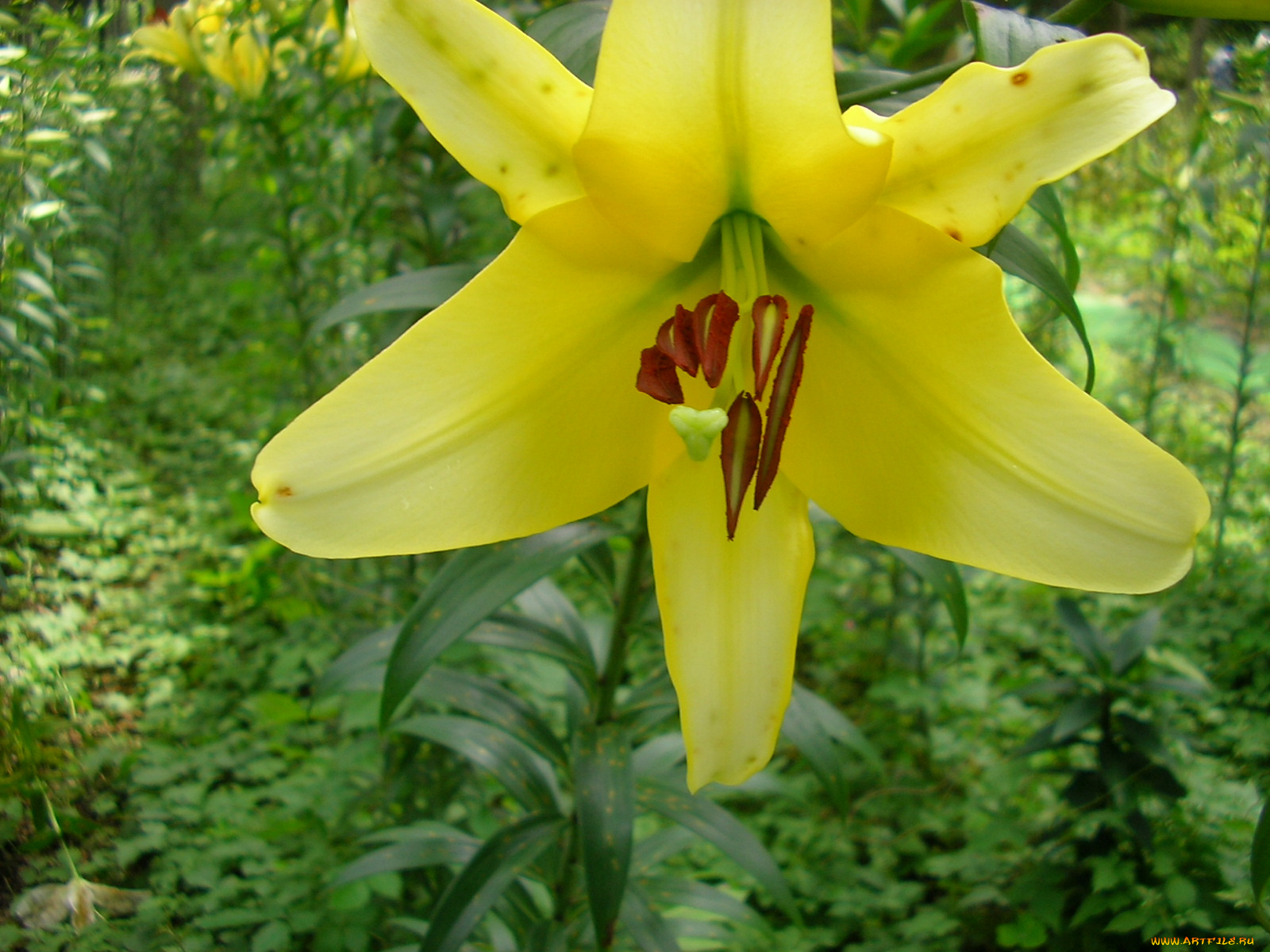 цветы, лилии, лилейники
