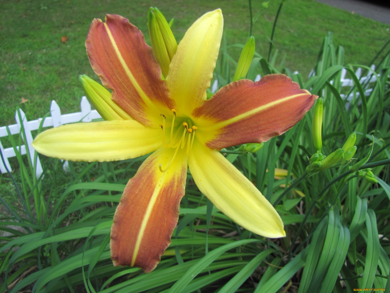 цветы, лилии, лилейники