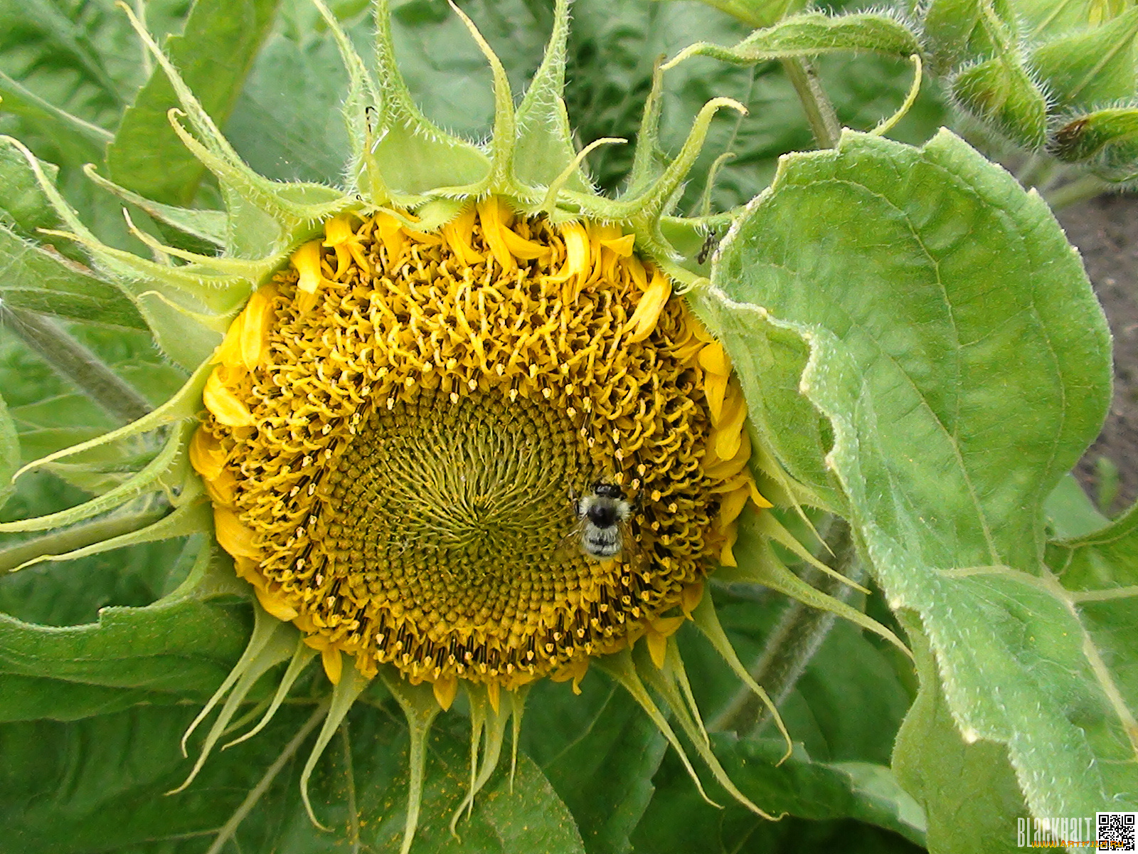 цветы, подсолнухи, подсолнух