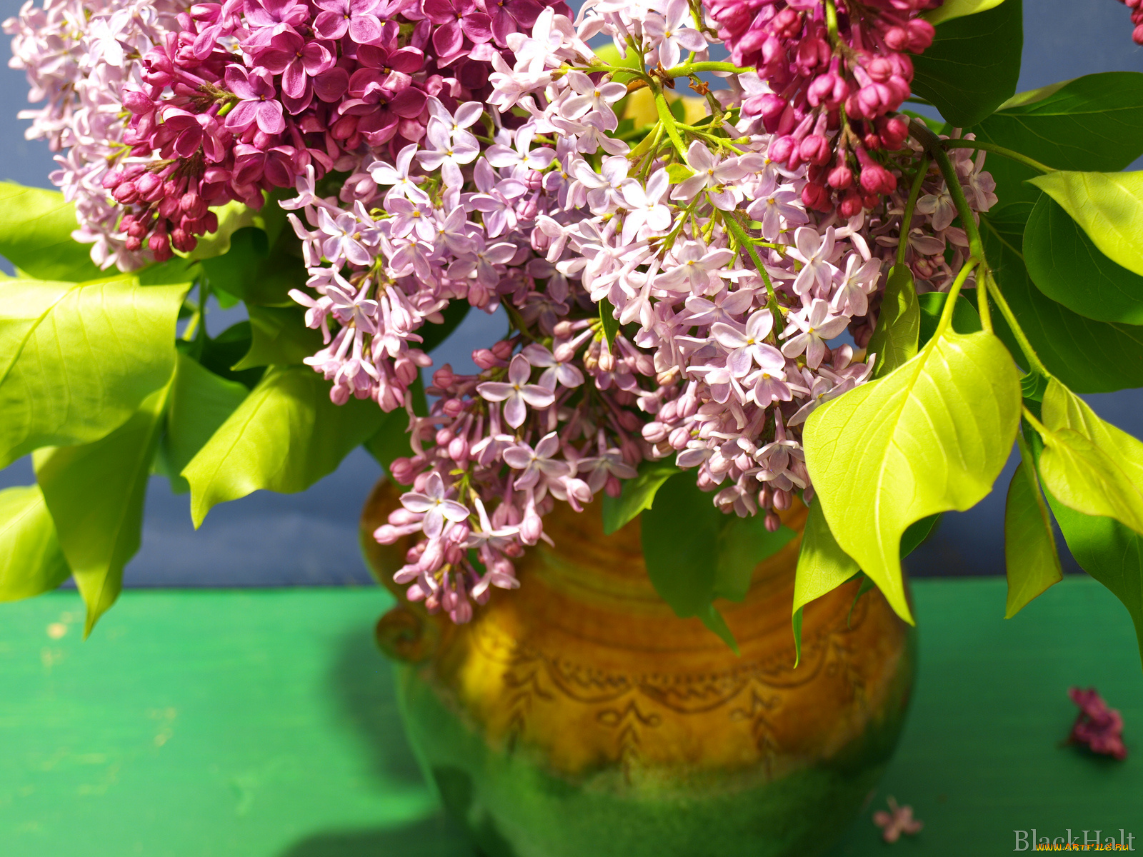 цветы, сирень