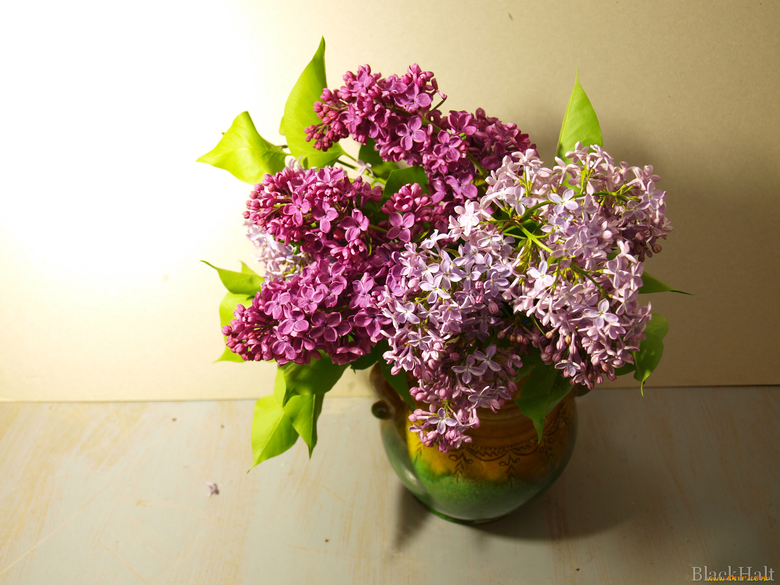 цветы, сирень