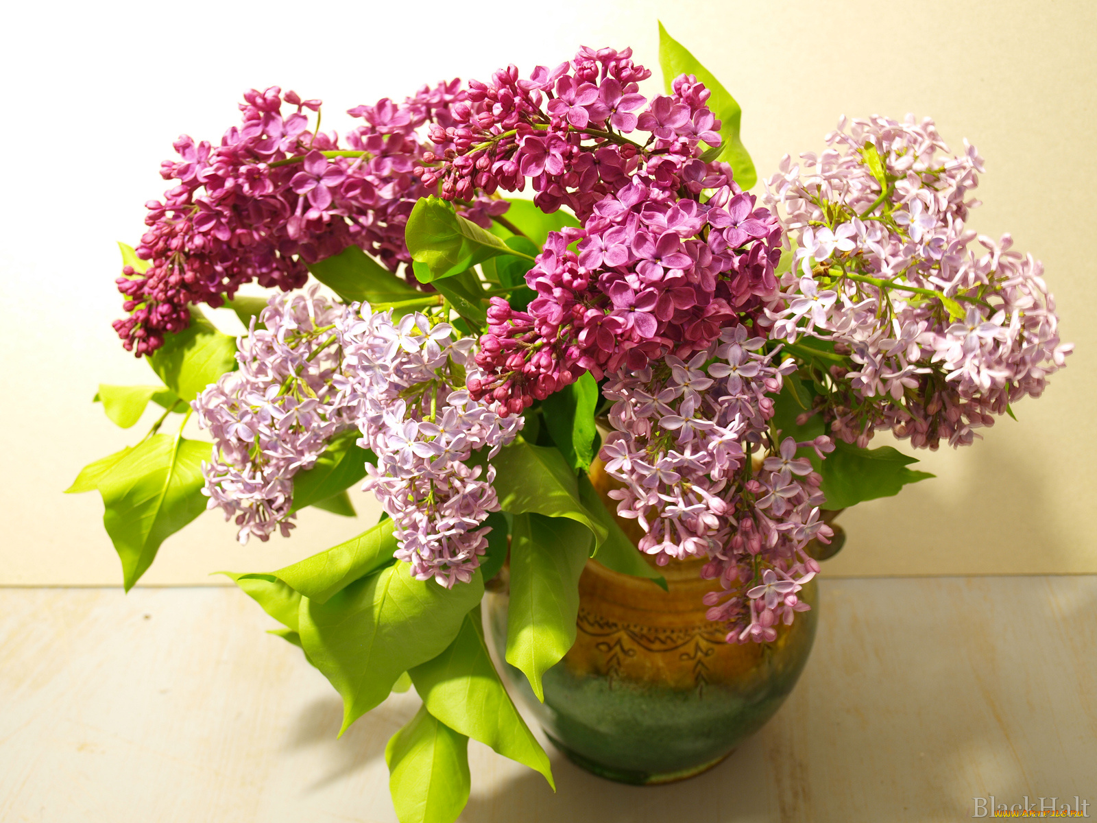 цветы, сирень