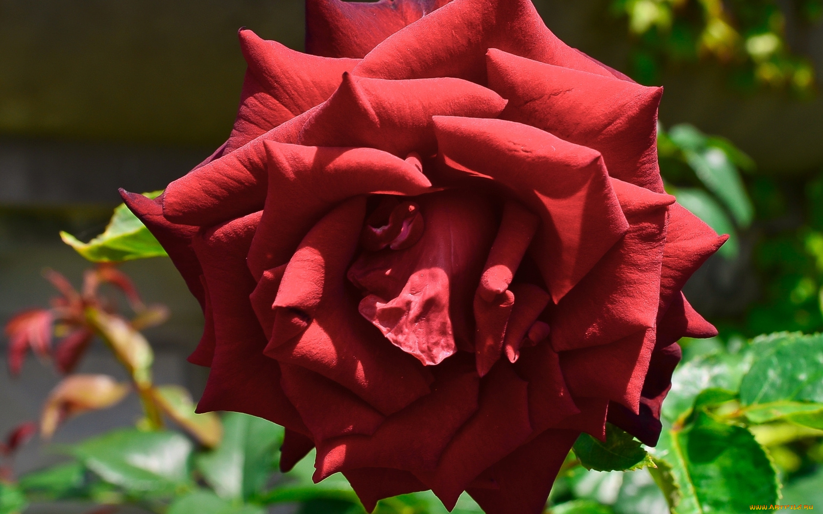 цветы, розы, растения, цветок