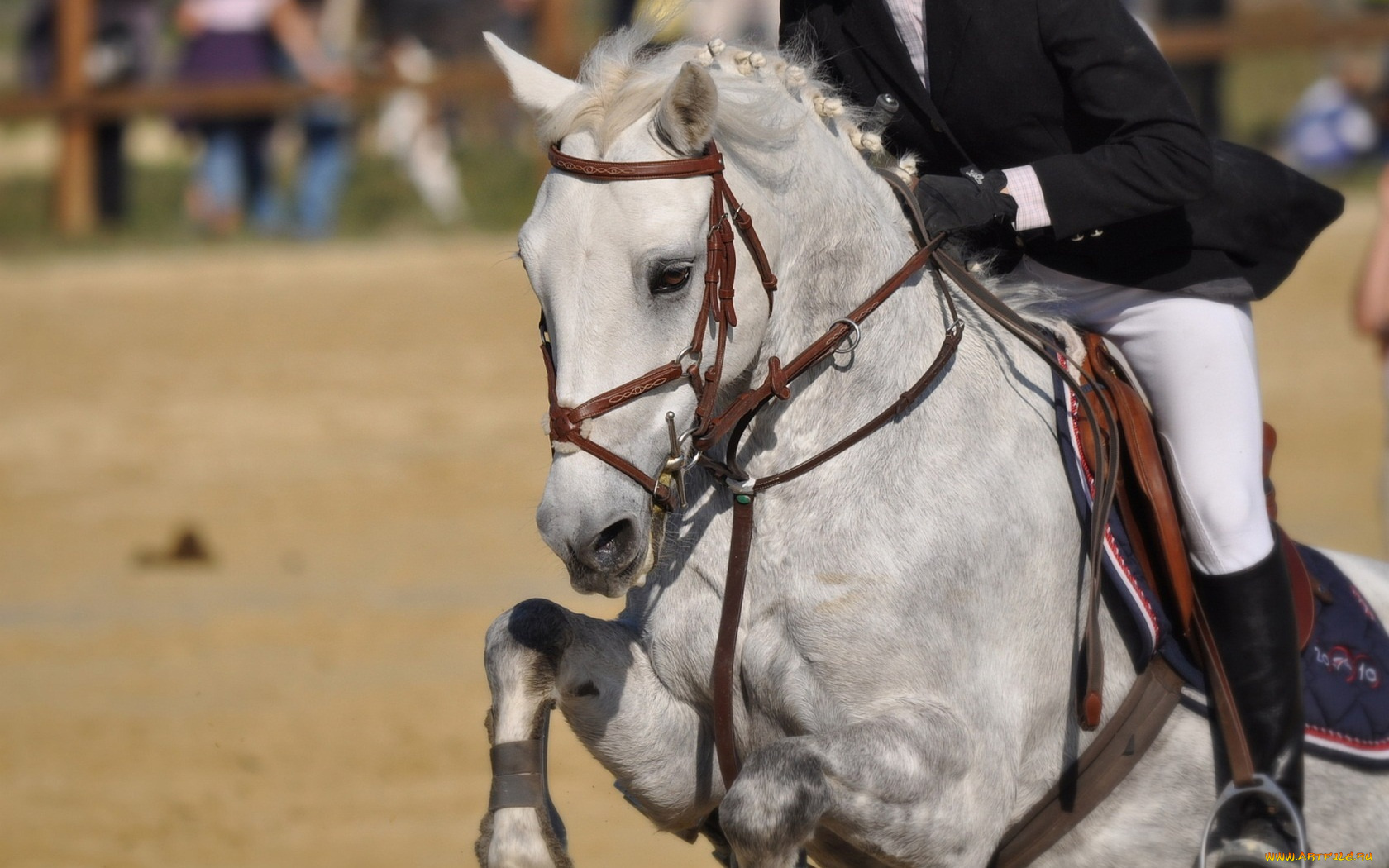 животные, лошади, лошадь